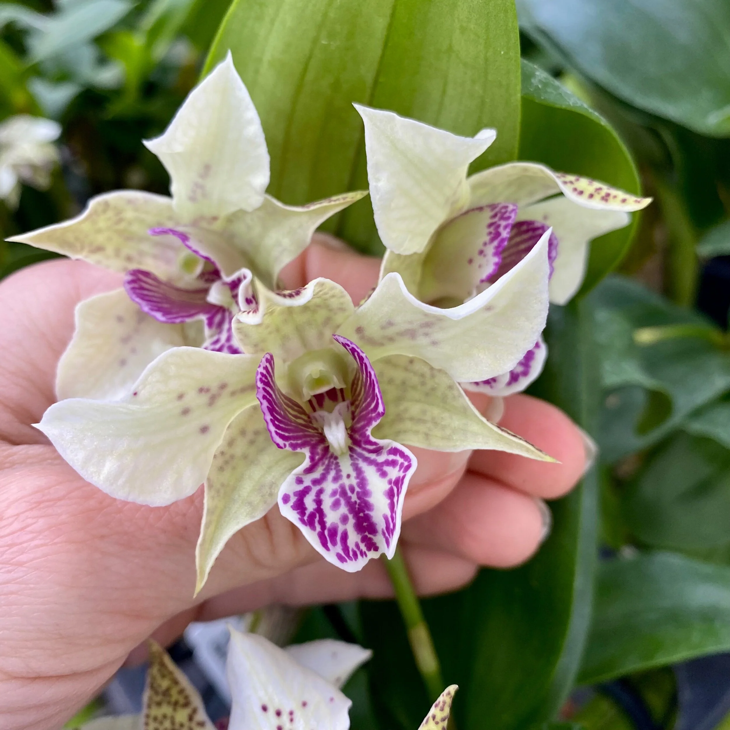 A94FA8D0-ADCC-4535-8C65-FE87F6FD0A03