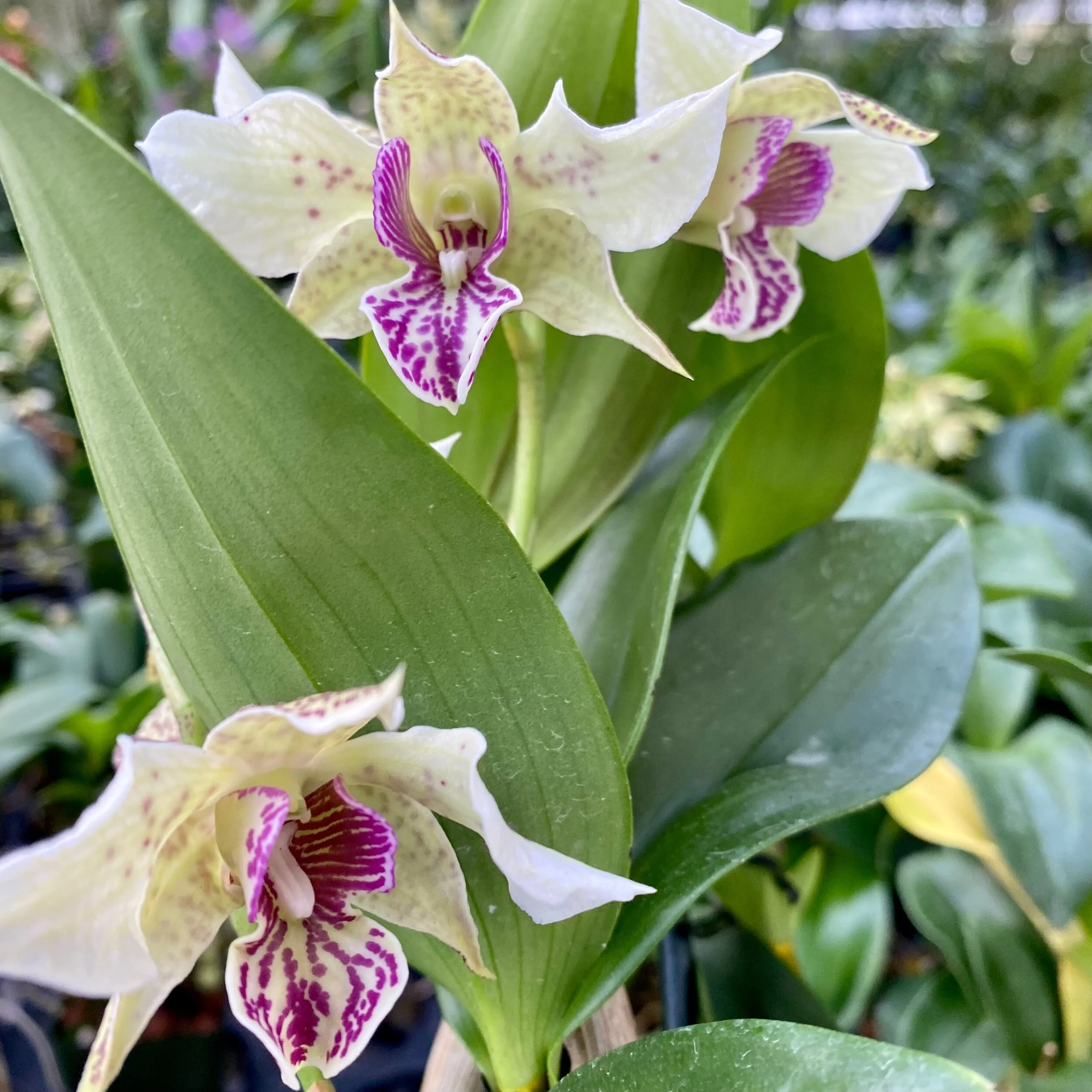 98DF8ED0-12CD-4921-91D4-B8F7EDE14C05