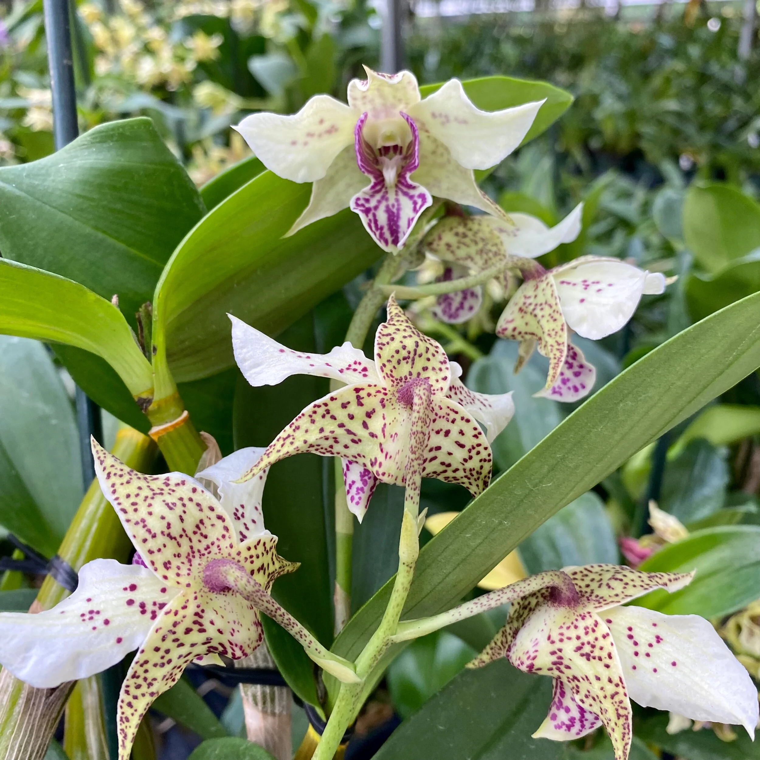 FE91A479-65B3-4C8D-9FF8-92D5DD9A37F9