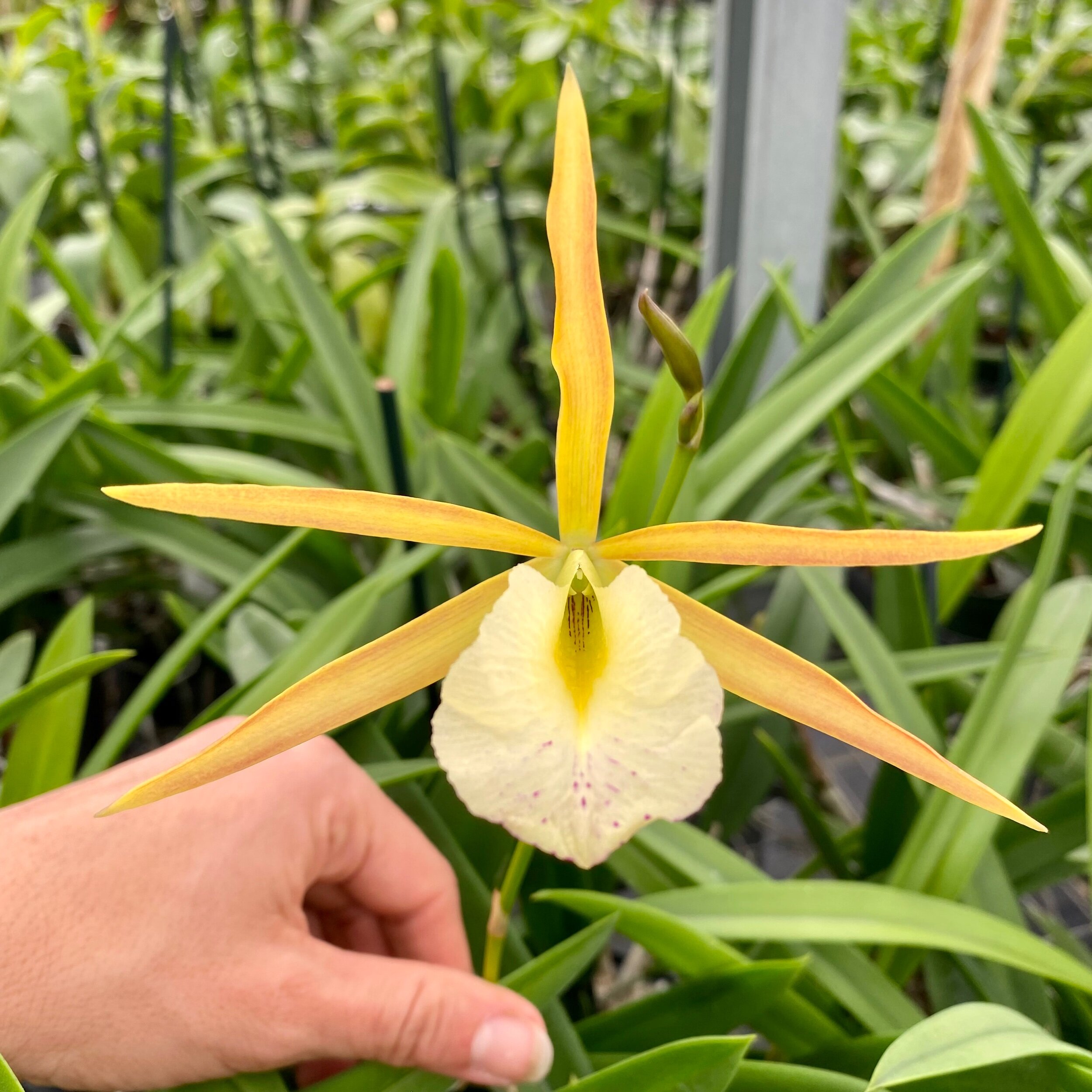 50F86BD0-703B-4E1C-9DD0-D8E936F2892B