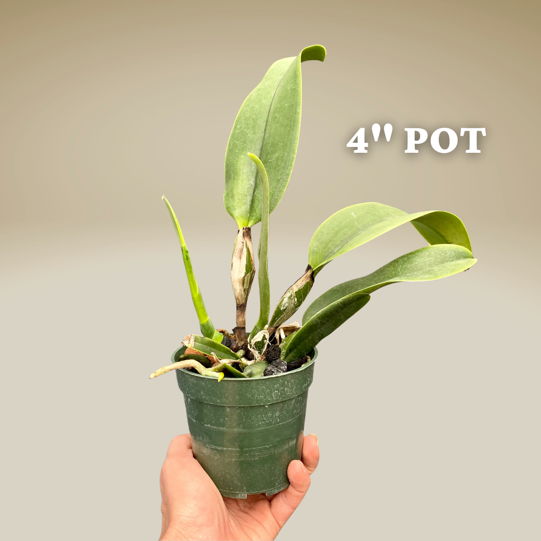 C. Dinard ‘Blue Heaven’ — Palmer Orchids