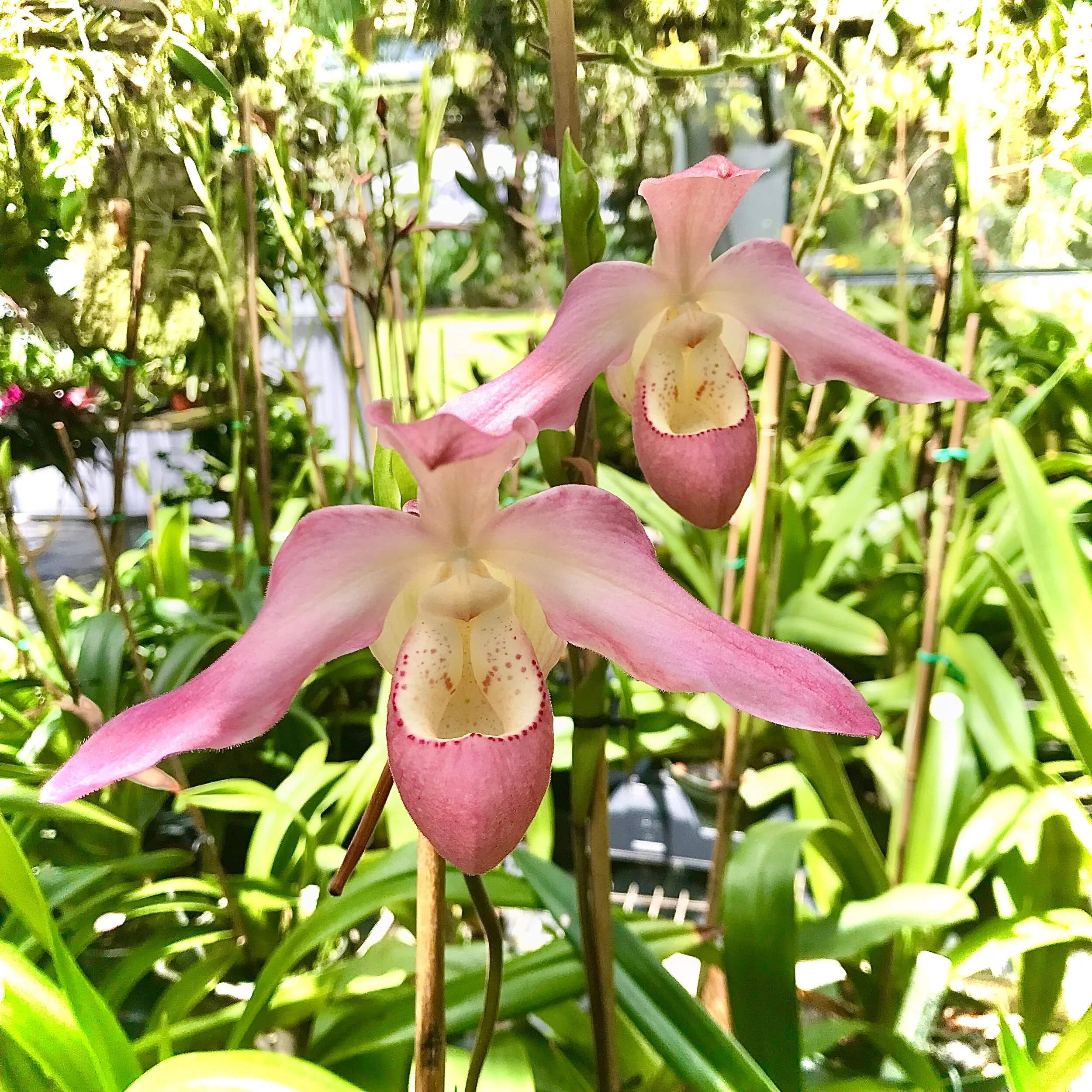 5AB99F5A-FD53-40DC-B97E-33B50E9E2DAD