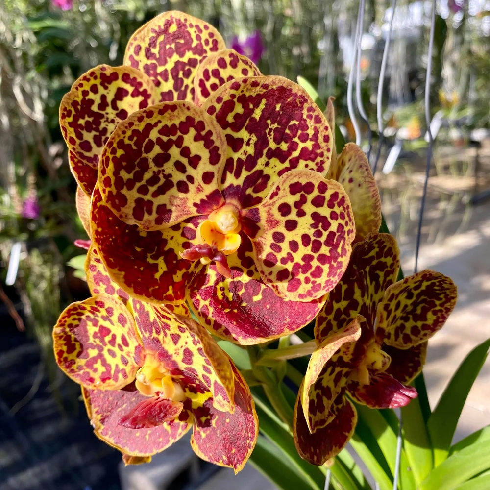 Vanda sanderiana-Boonchoo x denisoniana — Palmer Orchids