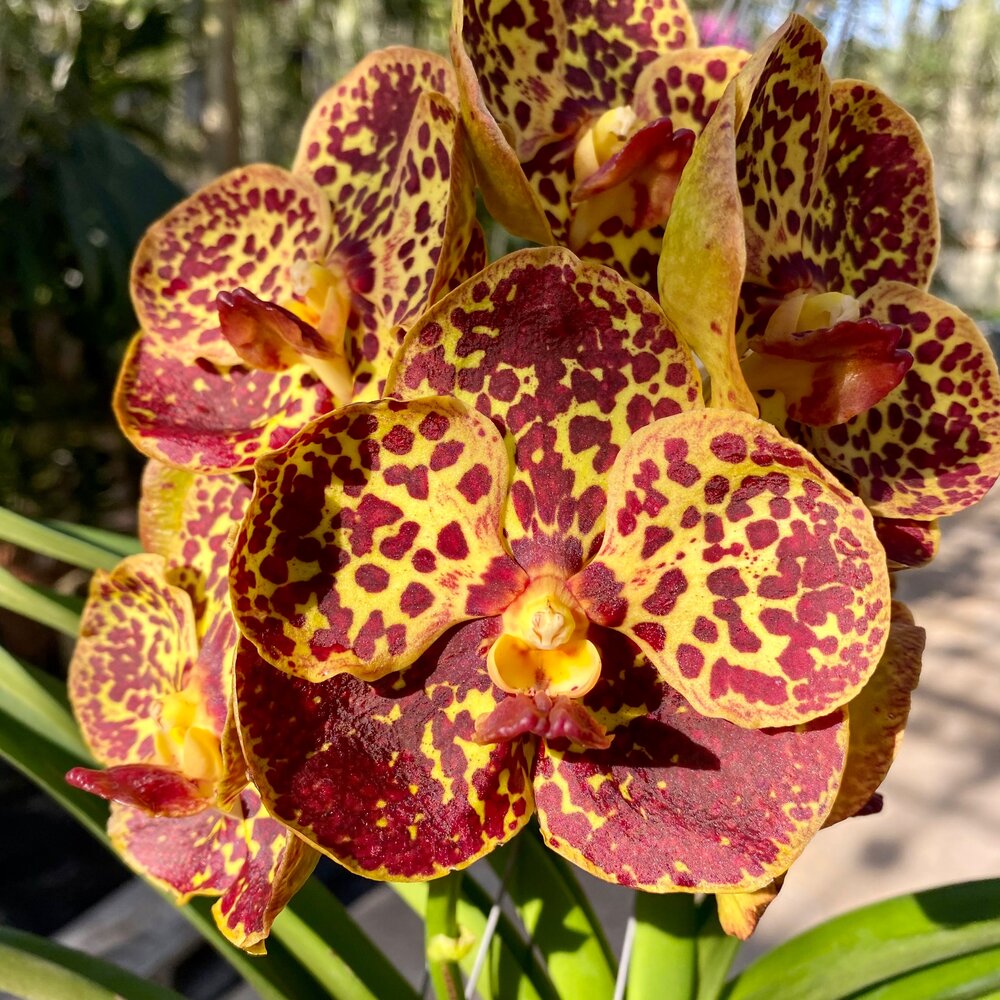 Vanda lava spot XL pianta blühstark orchidee orchidee 