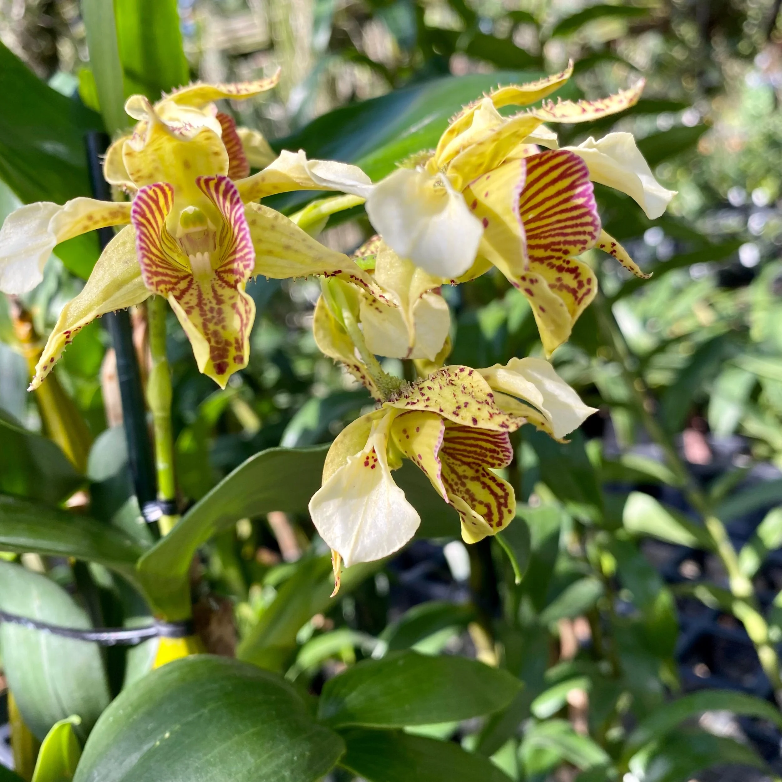 A58528AD-FFE3-45B9-82C1-CACD835E7CF3