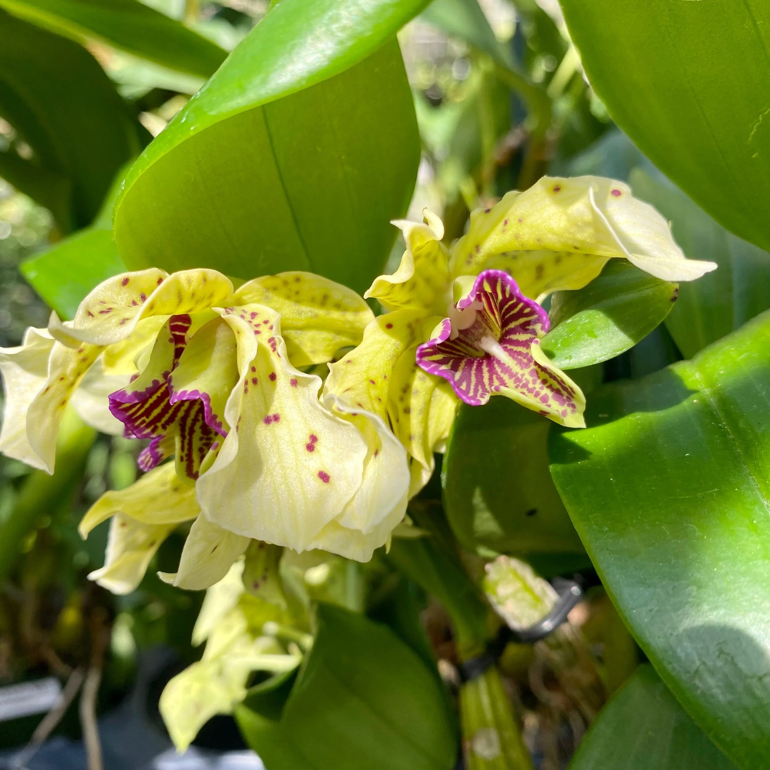 B9E47671-5410-486C-9041-212AA52177B1