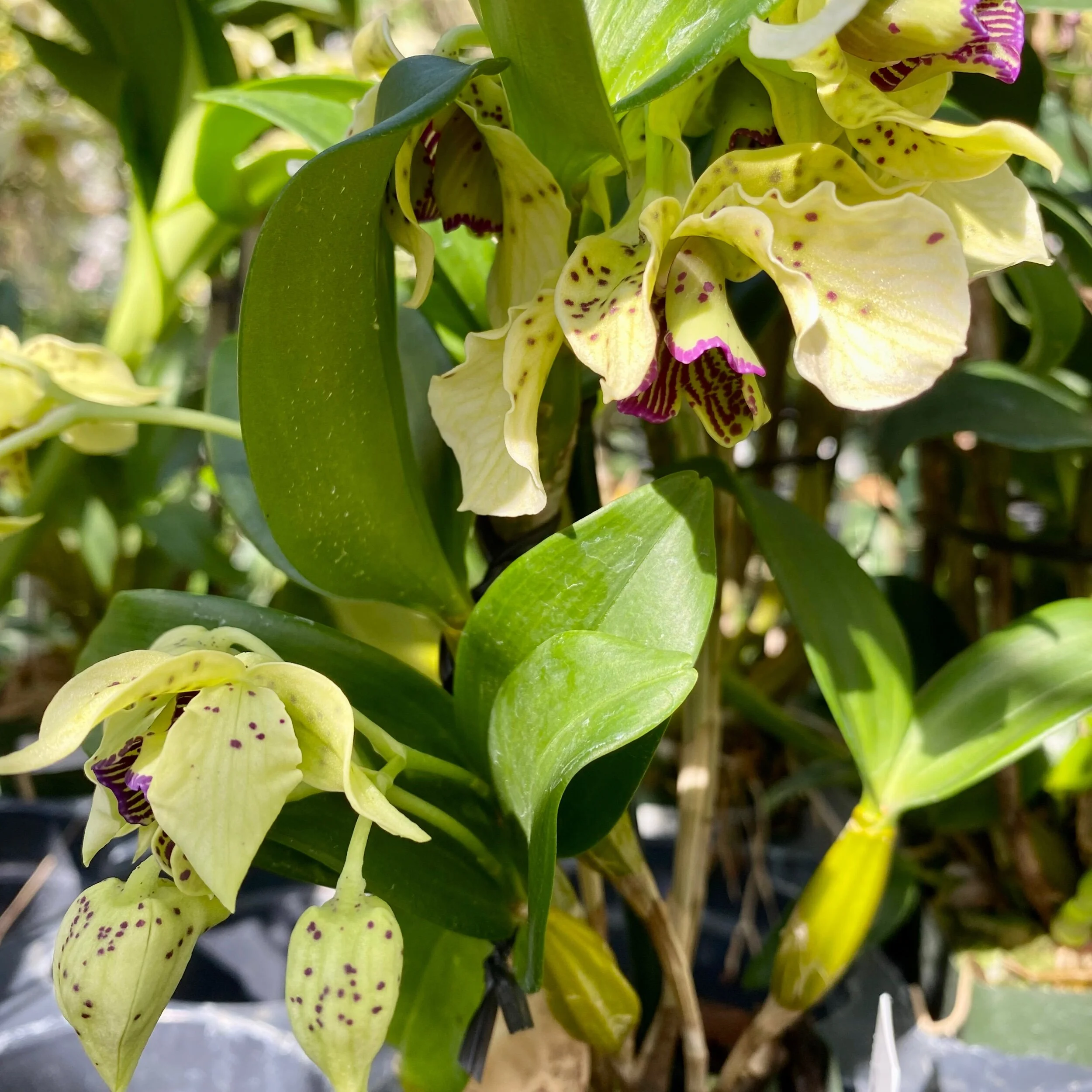 5A2CD31C-03AD-4BF6-976B-441565960849