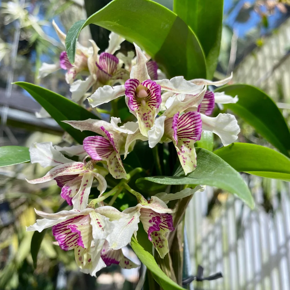 Den. Kyle Quintal — Palmer Orchids
