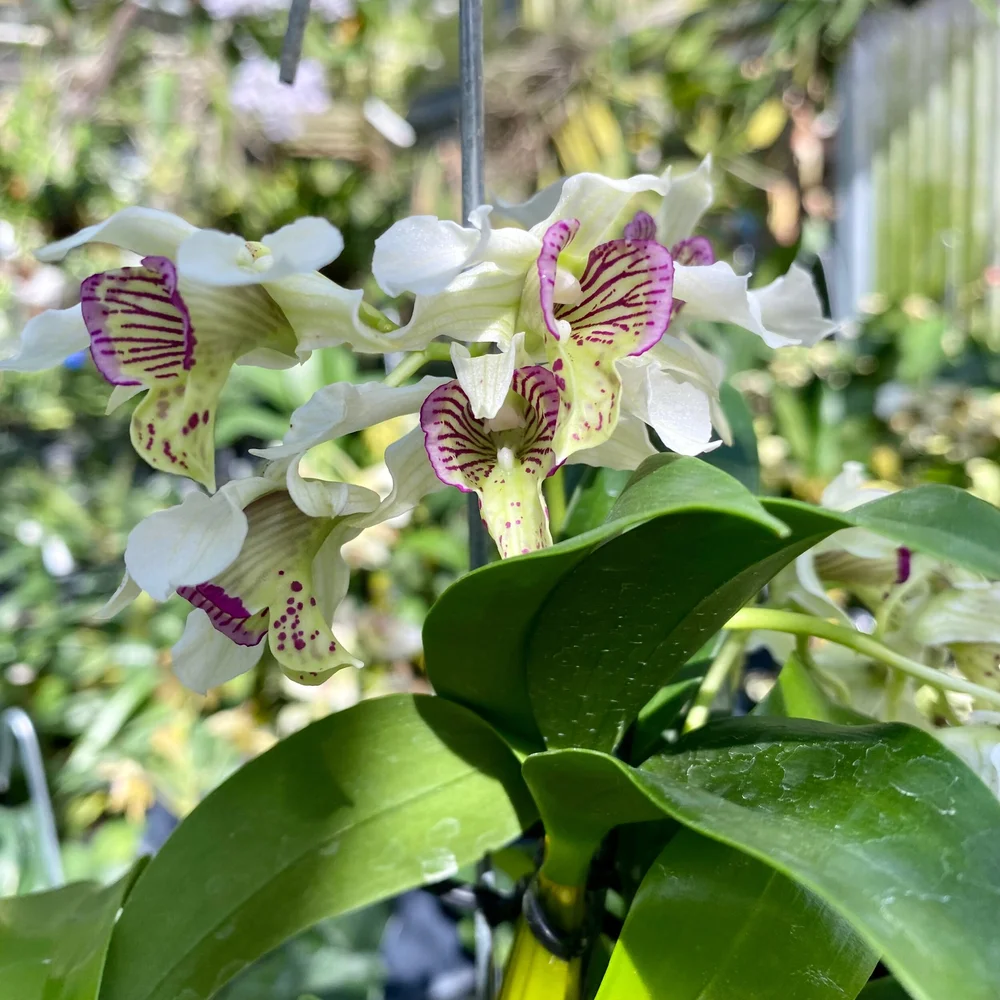 Den. Kyle Quintal — Palmer Orchids