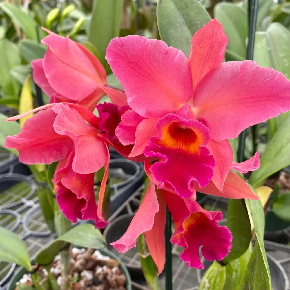Rth. Glen Gary — Palmer Orchids