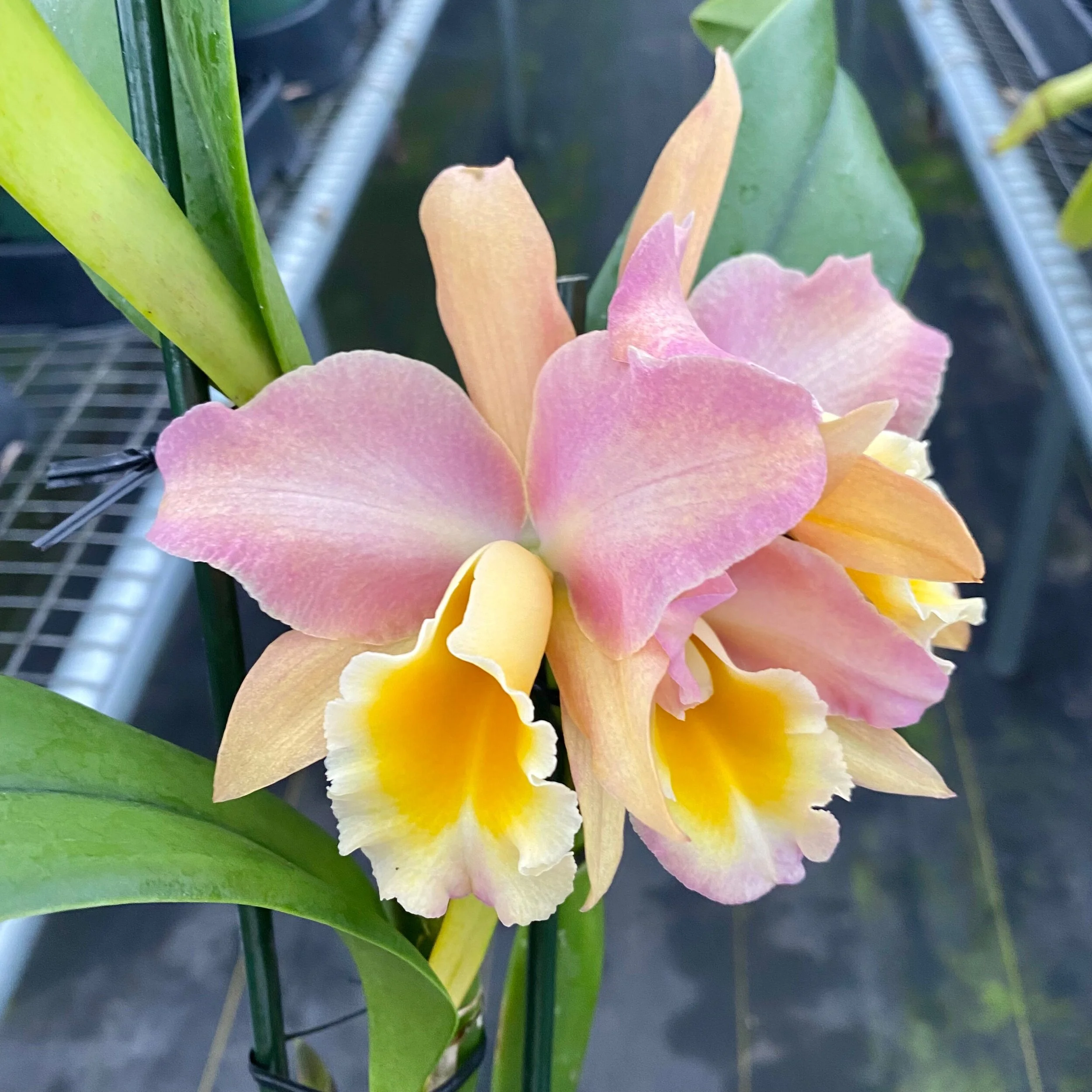 F43DF980-4BC9-451F-B949-10AB3B4565F7