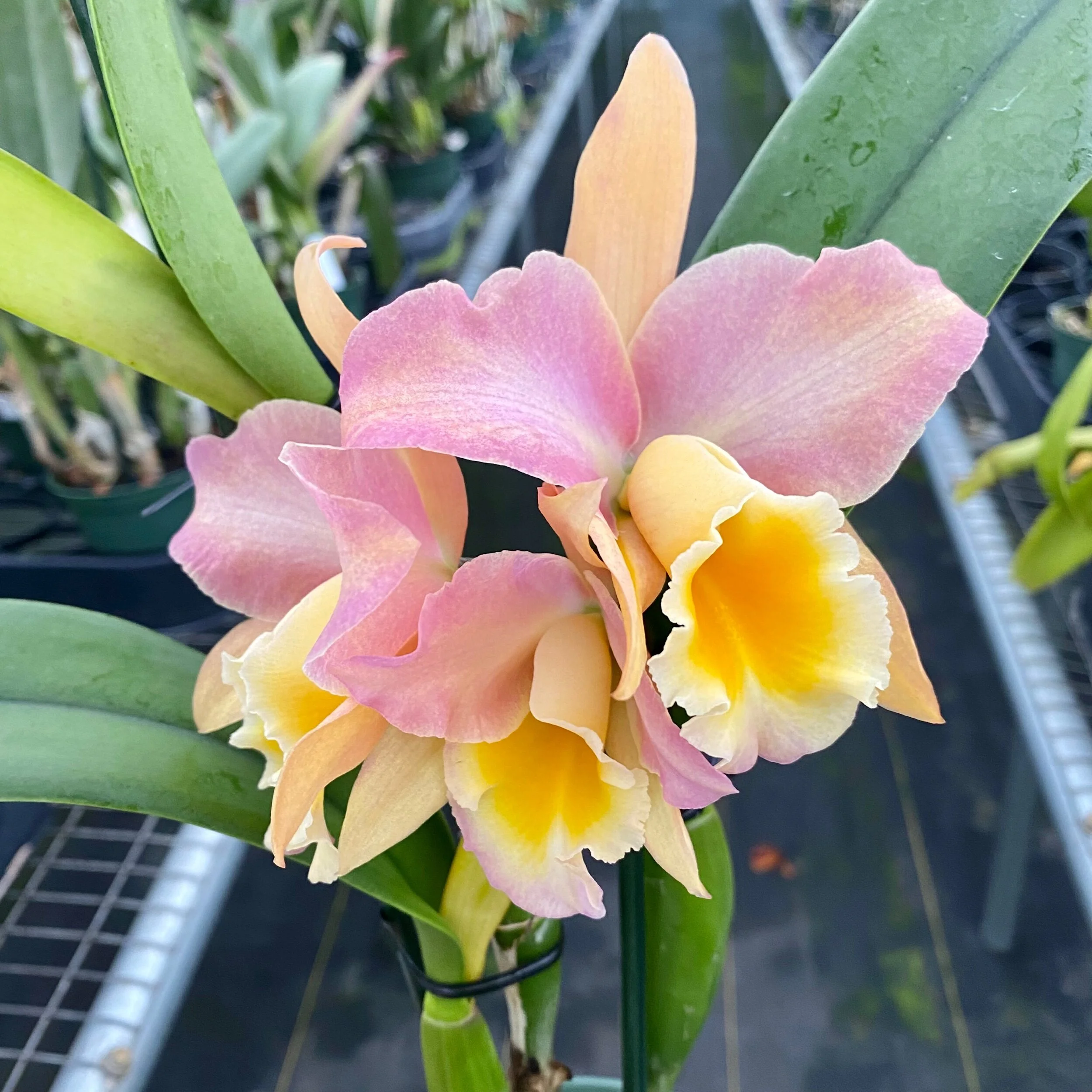 B8E2453C-422A-428A-ADB3-A9CF7ABF8E7C