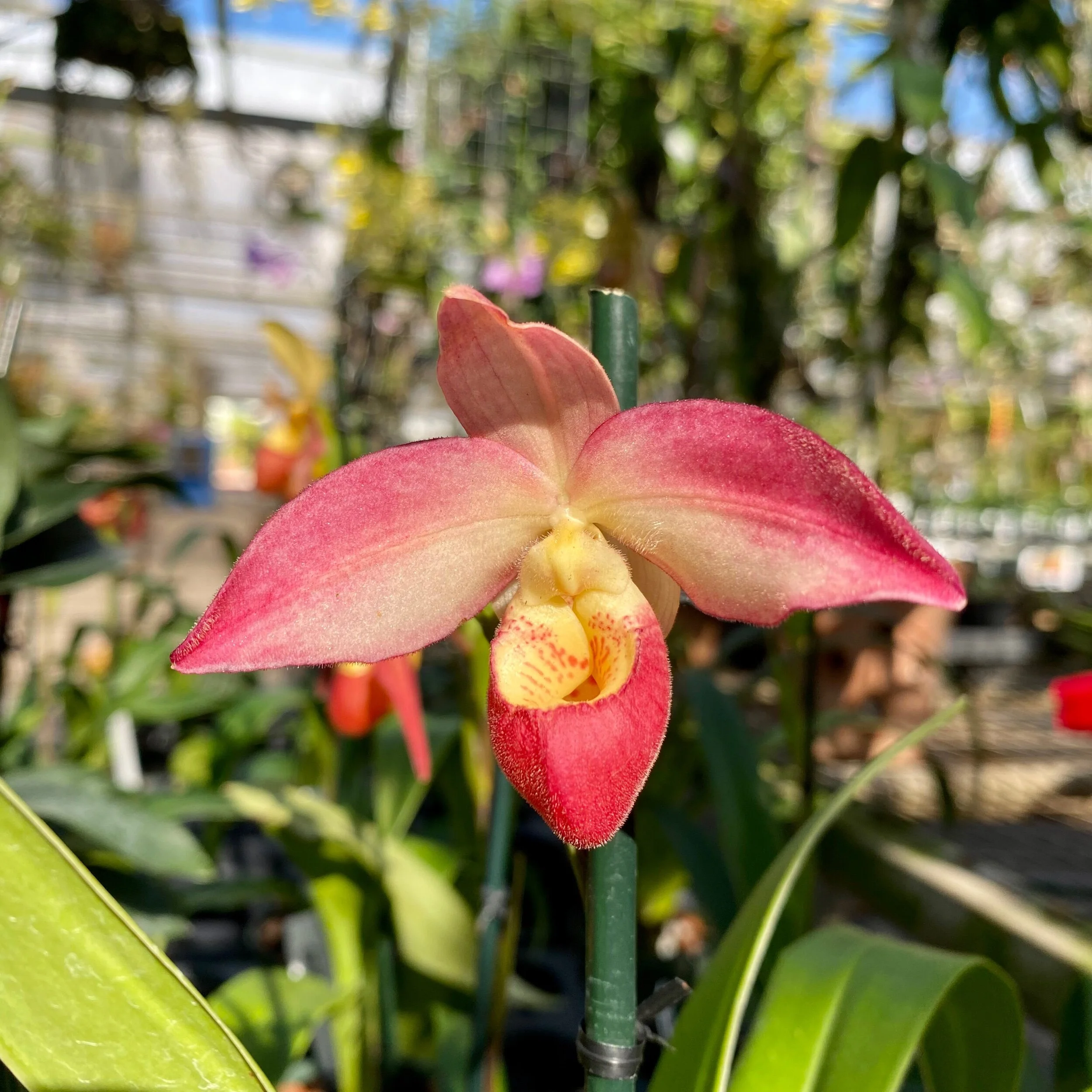 B6A1E5B4-1581-4D8C-BCB5-19D2CBABFA5D