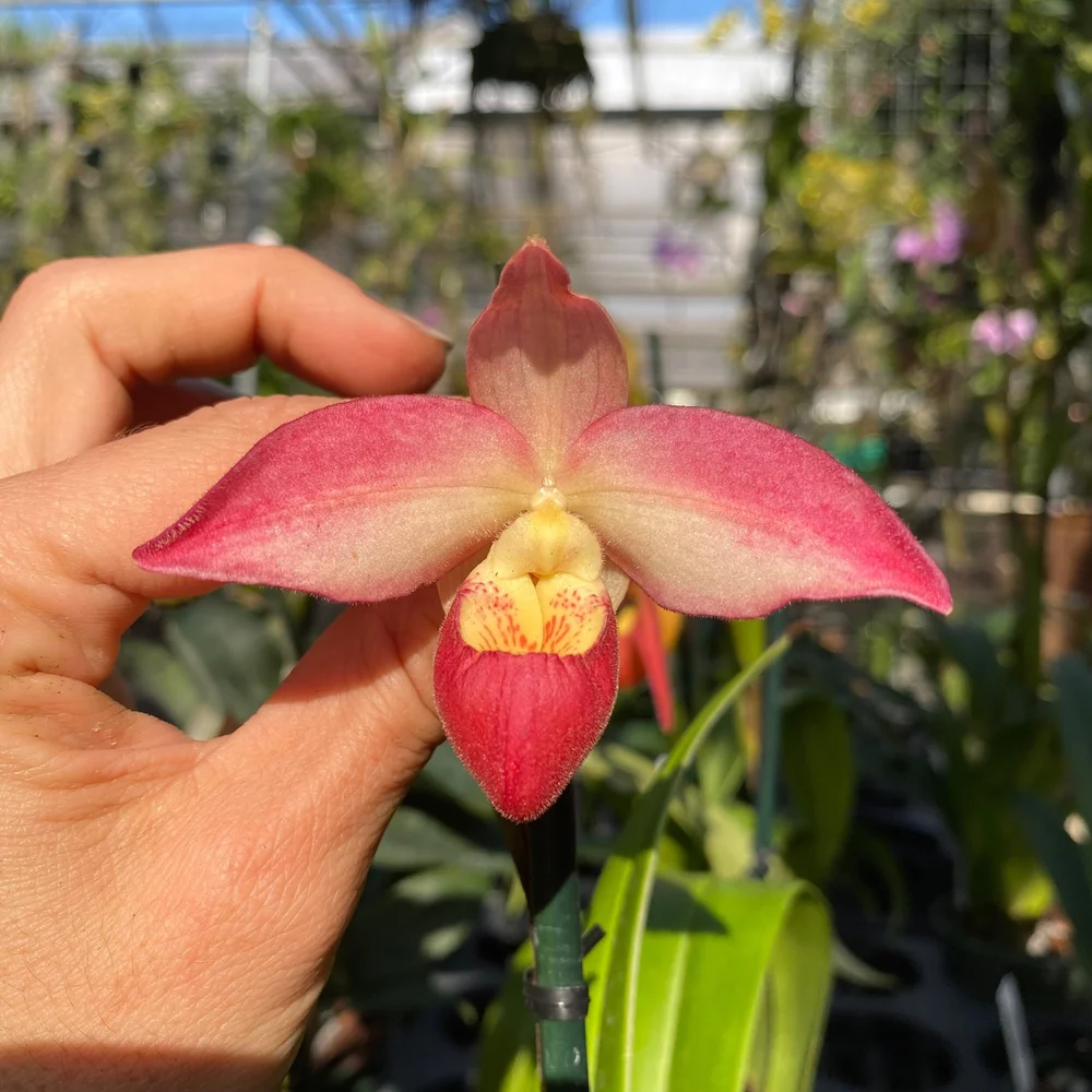 Phrag. Natalie Jensen — Palmer Orchids