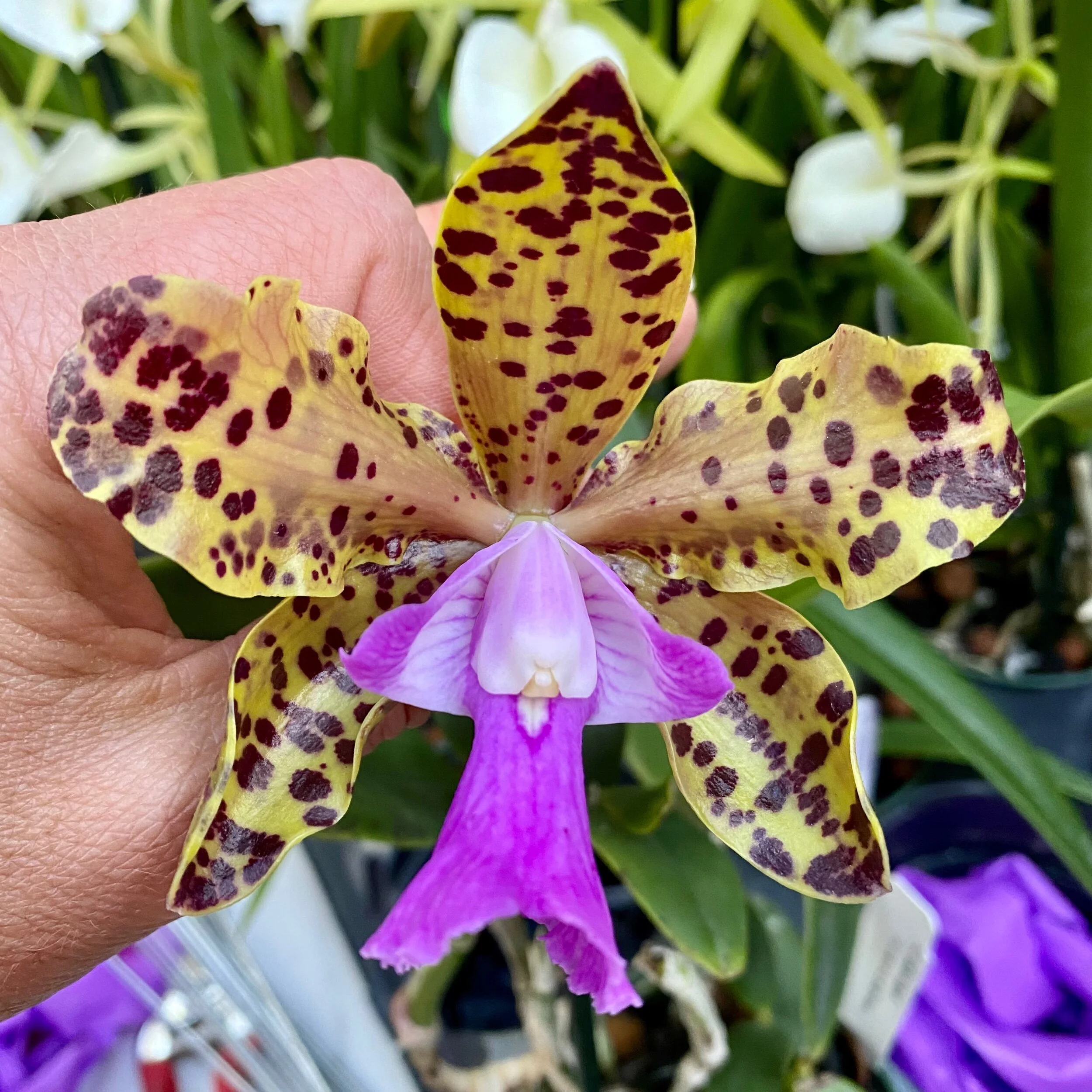 D92AC11A-7BE7-453C-AECF-8B3E50991E5E