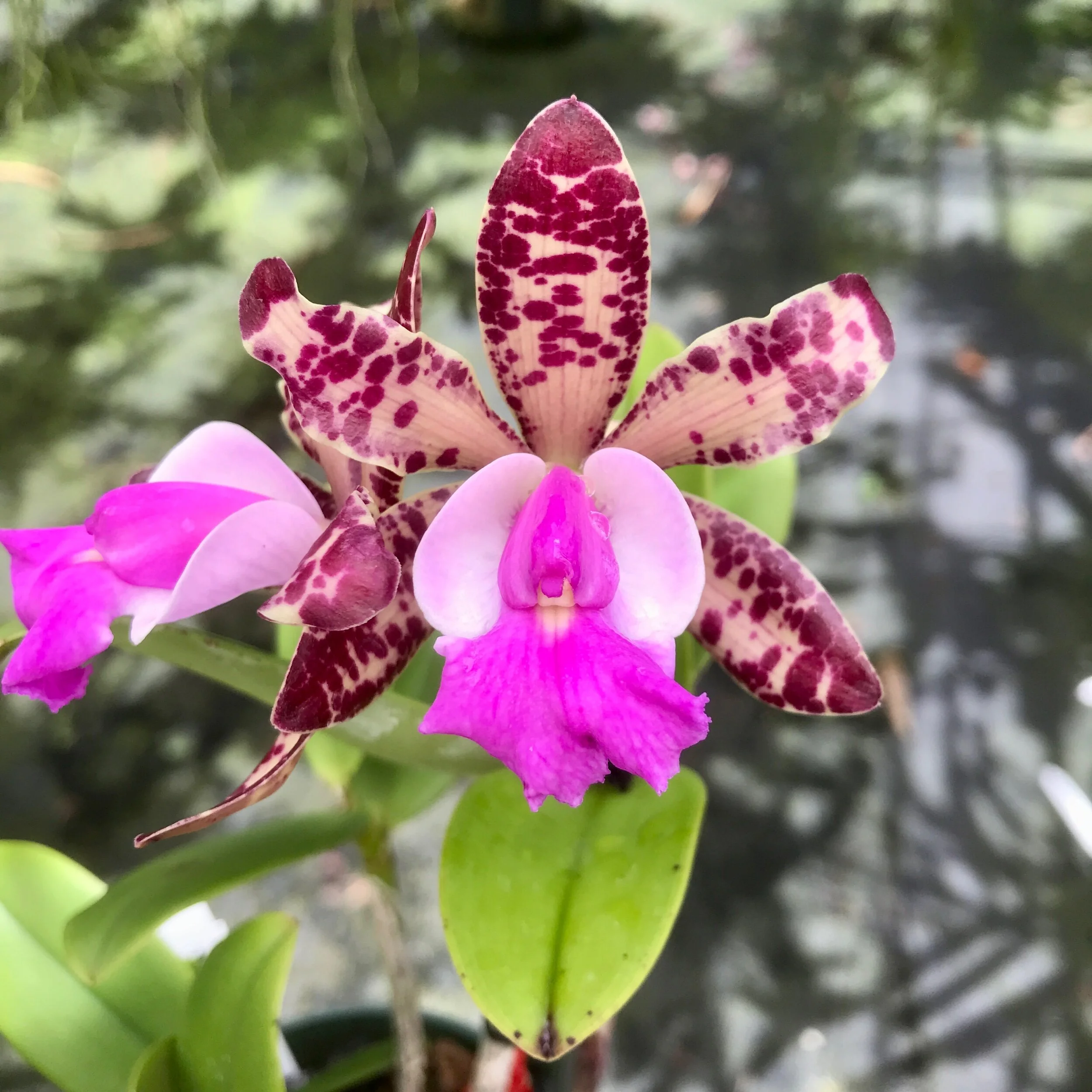 6F3C55EA-9D86-48F1-87E2-ED377B9A9022