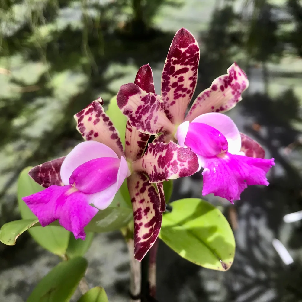 Cattleya Lulu Land — Palmer Orchids
