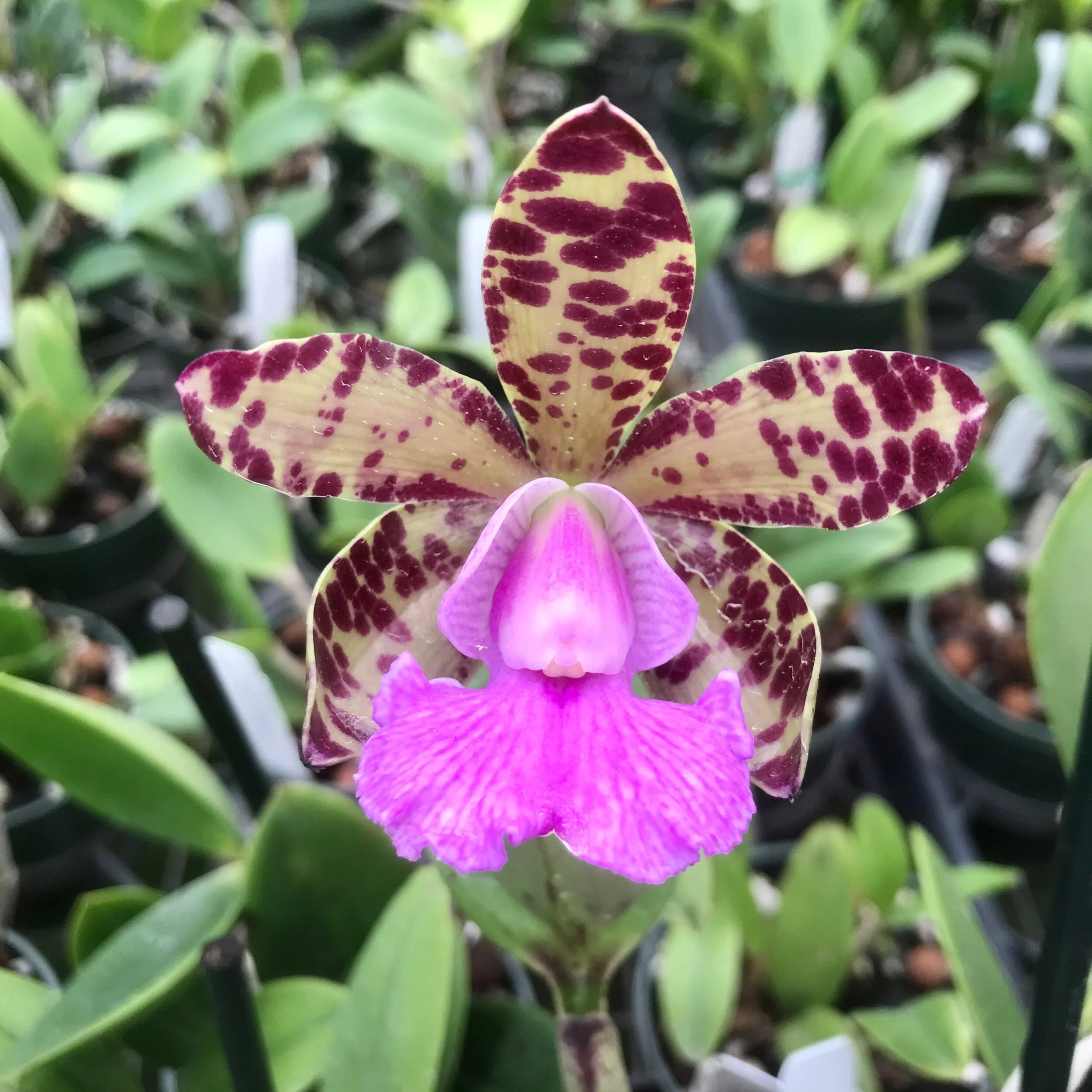 1AE3CF00-9C5B-4ACA-BB77-8BB93F09E14C