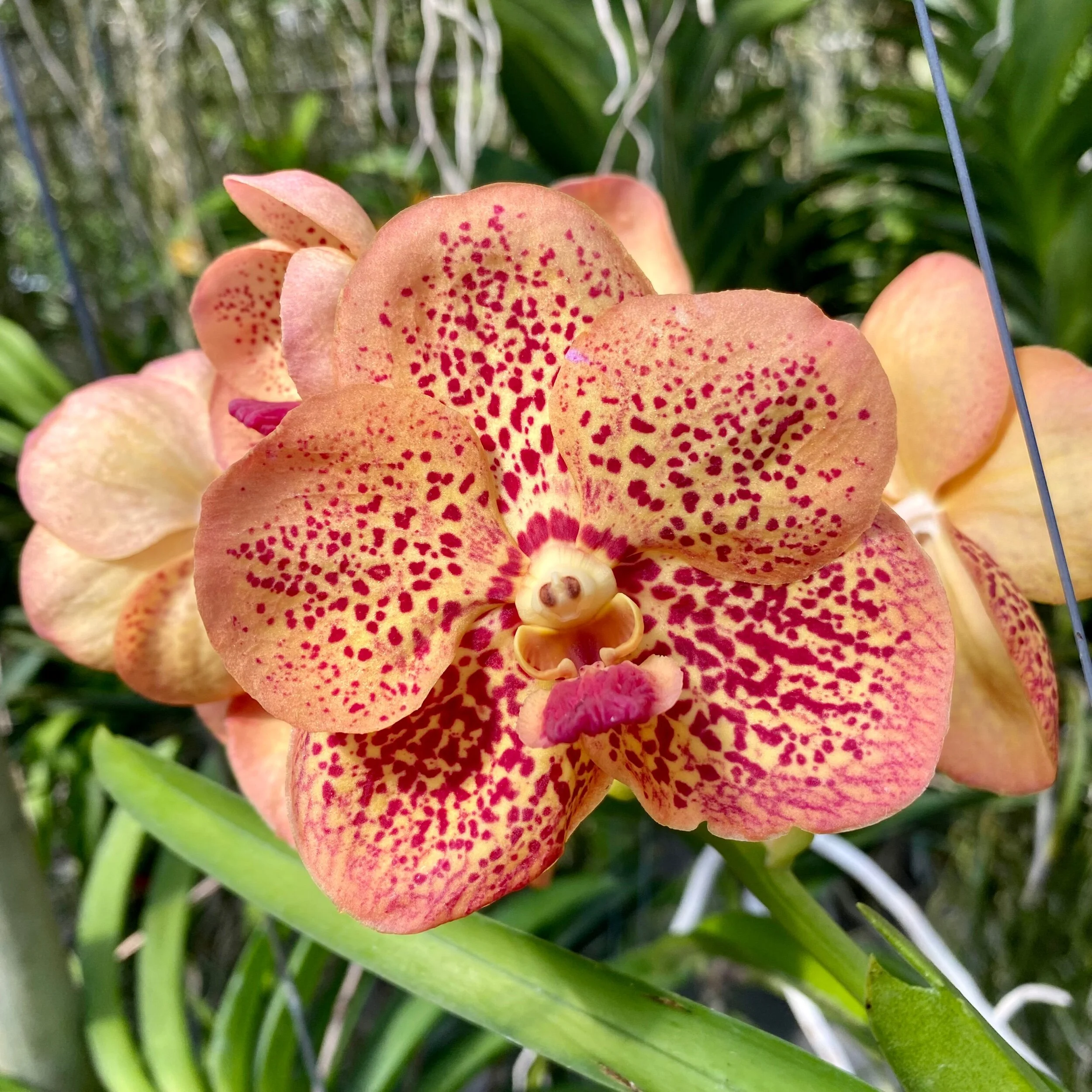 CAA2826A-E28C-4F26-B0E3-2A3AC14BB4B2