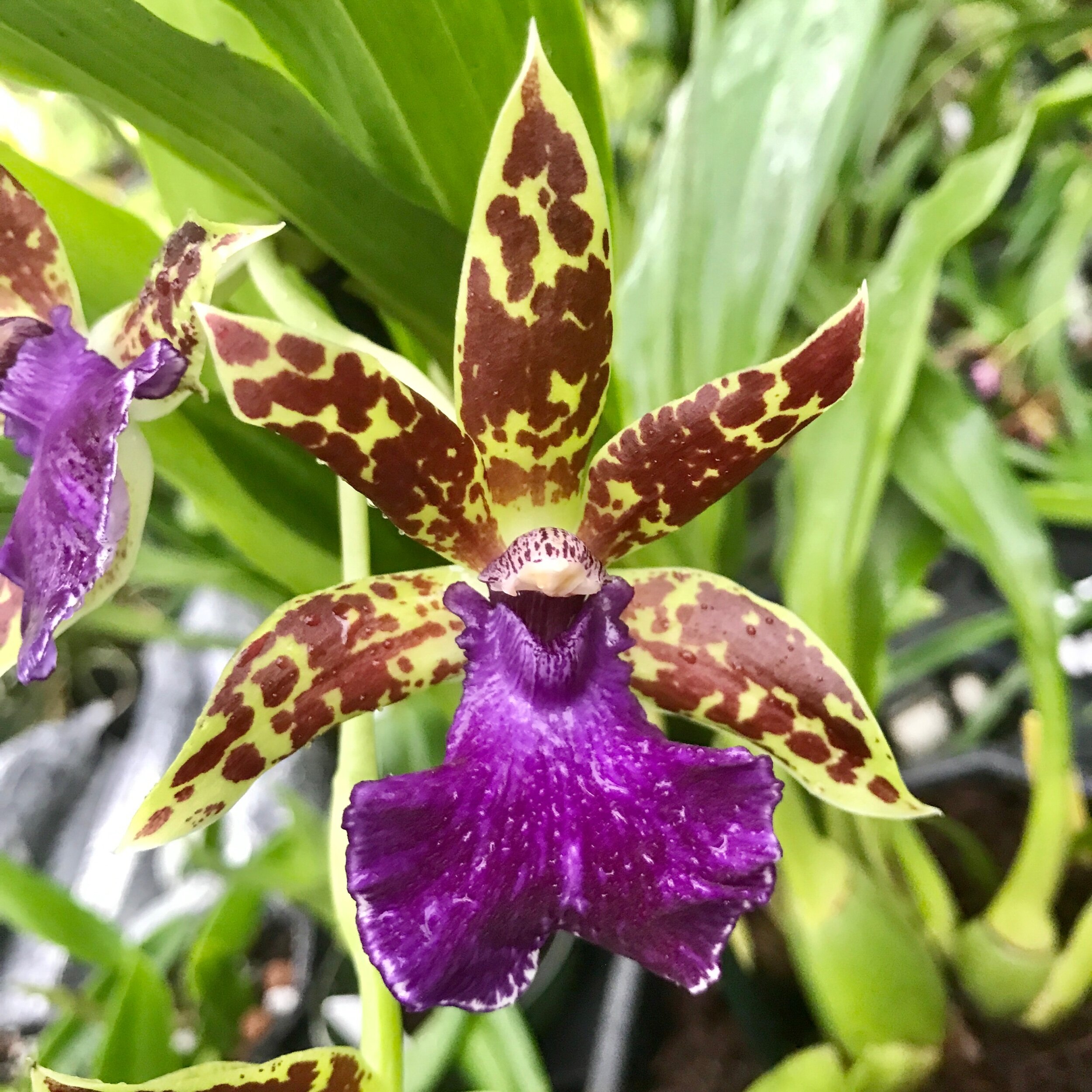 3705EE39-E829-43CA-8790-7CBE14CEFD8C