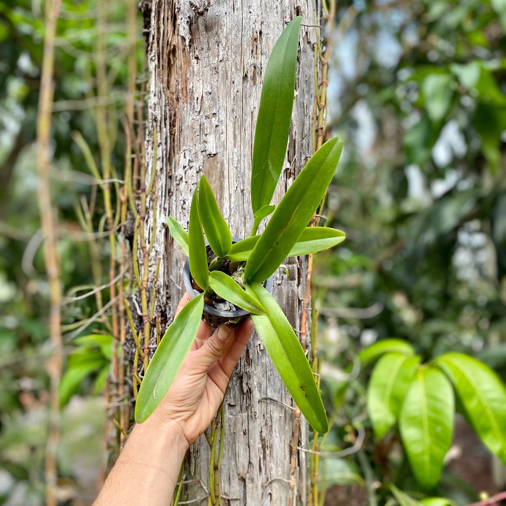 Lcr. Village Chief Parfum — Palmer Orchids
