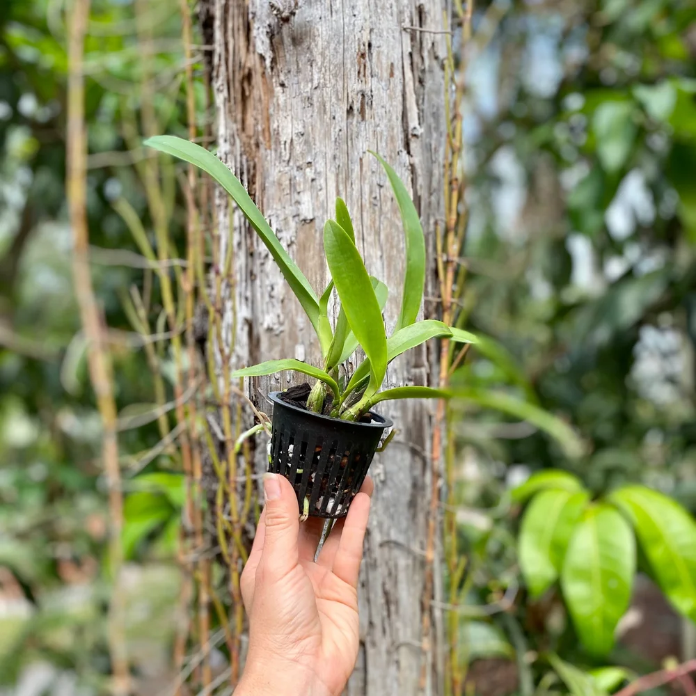 Lcr. Village Chief Parfum — Palmer Orchids