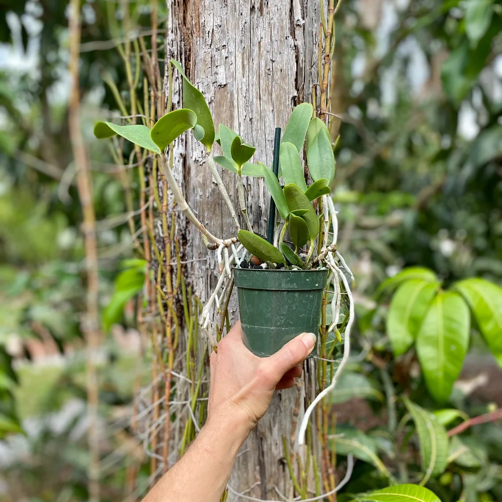 Cattleya Lulu Land — Palmer Orchids