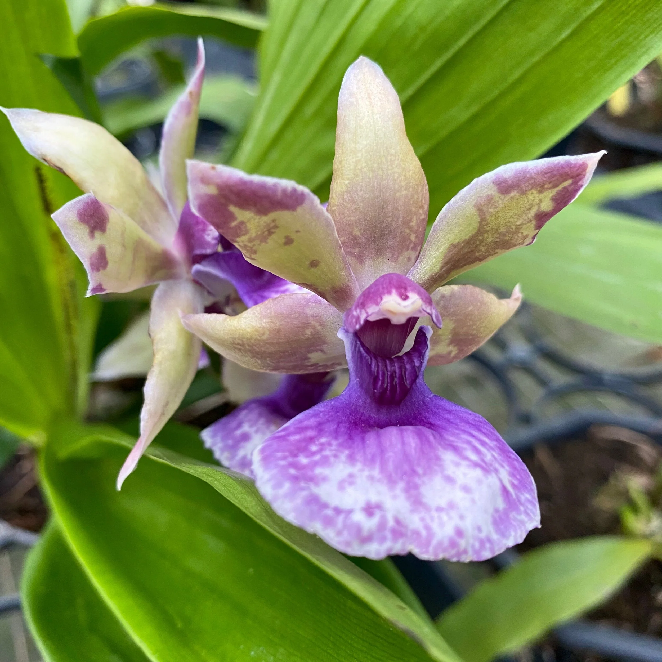 55070C51-3FF1-4FBA-8485-39F6030CE1BC