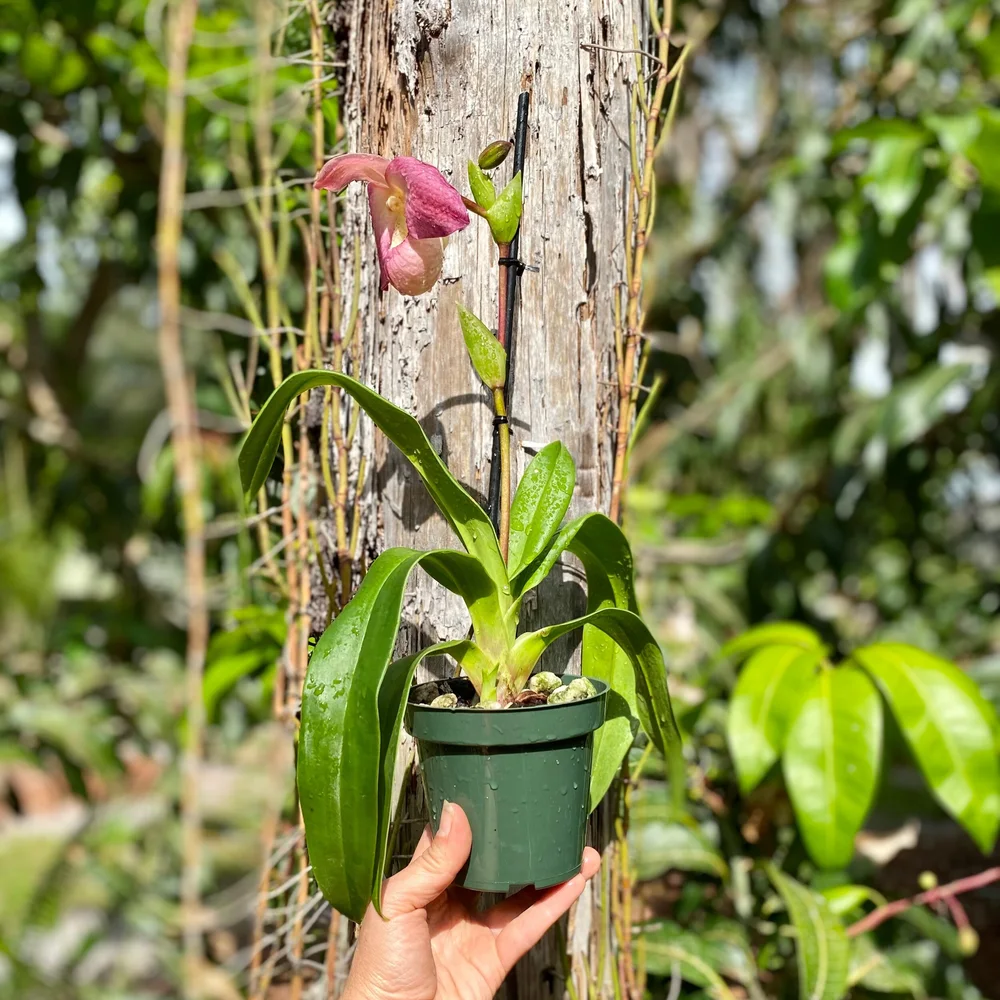 Phrag. QF Halia — Palmer Orchids