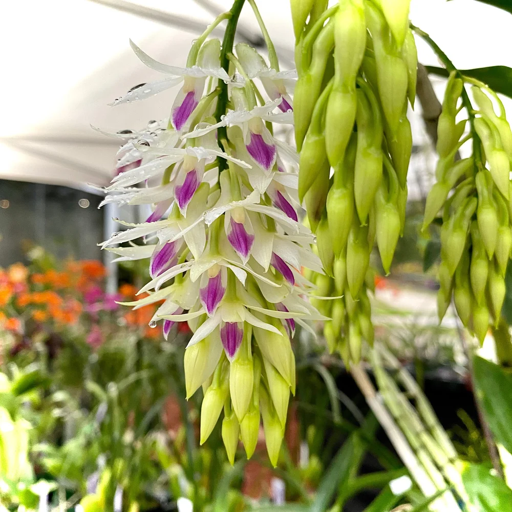 洋ラン 原種 デンドロビューム Den. amethystoglossum DENDROBIUM AMETHYSTOGLOSSUM｜EGGSEED