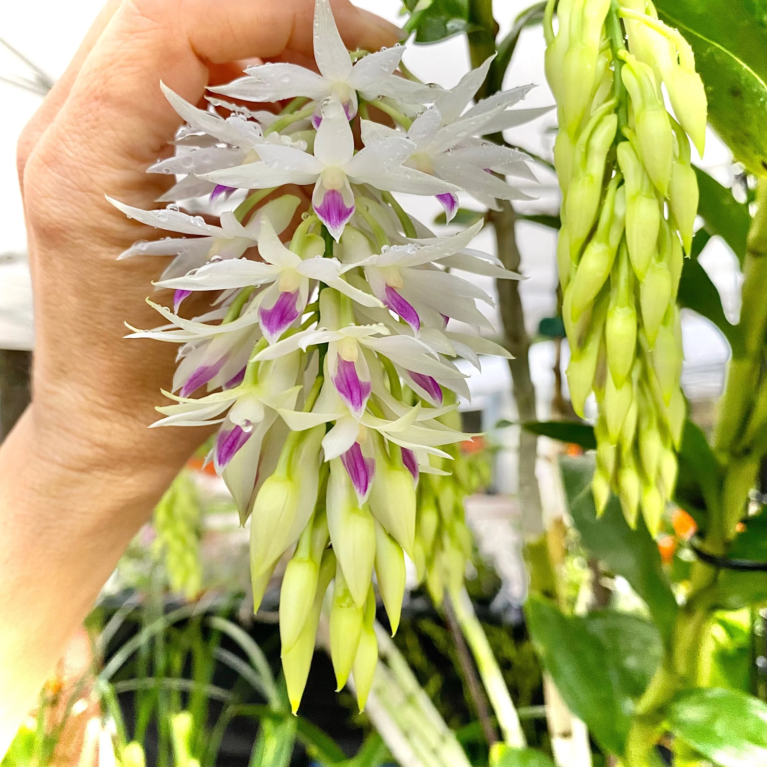 Dendrobium amethystoglossum - Palmer Orchids