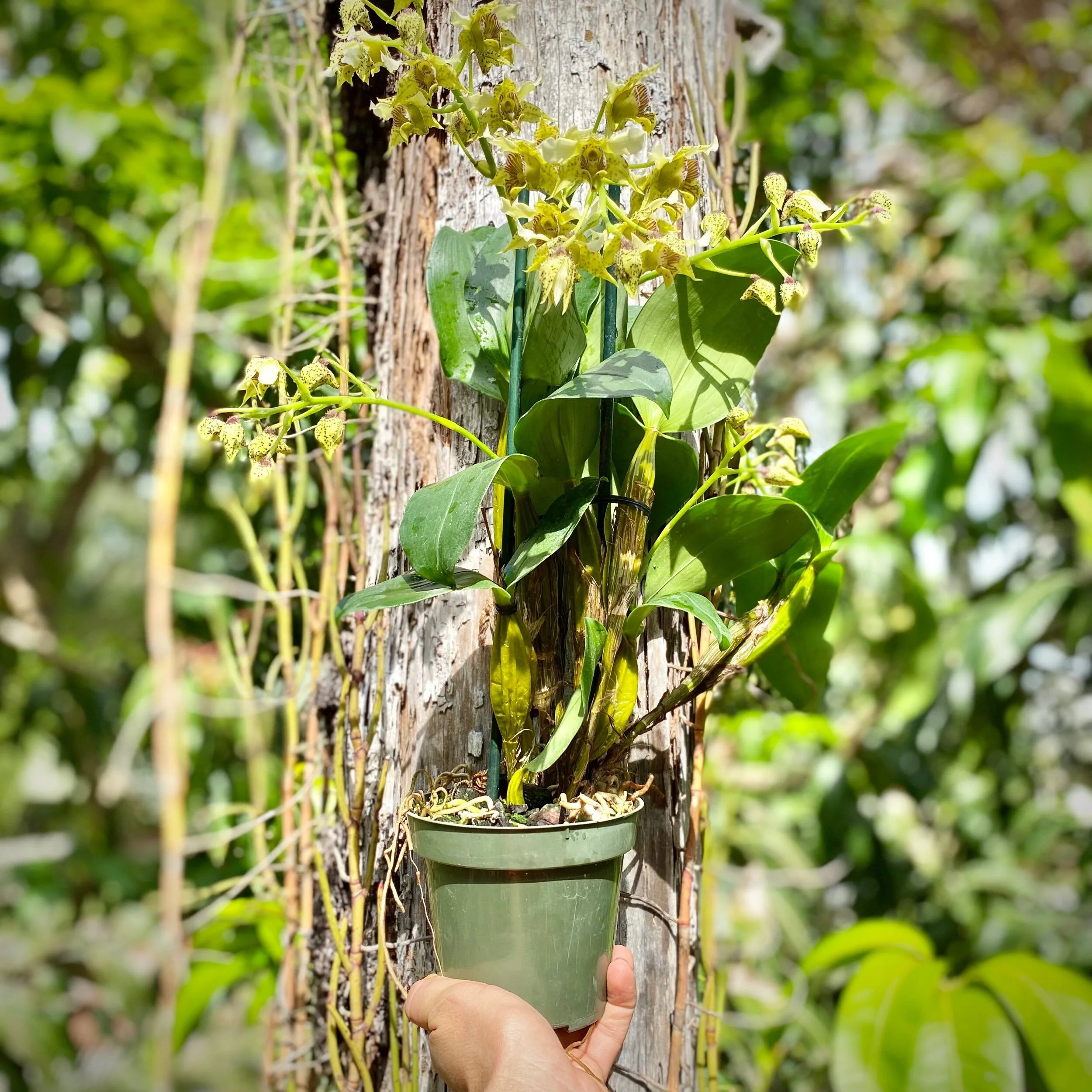 9D51D9B3-4326-4CF8-9CD8-0F62A527D969