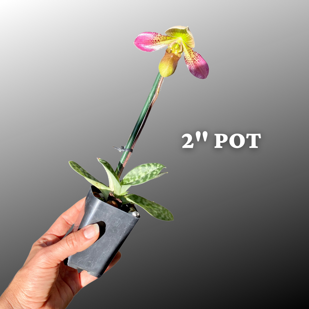 Paph. Shirley Amundson - Palmer Orchids