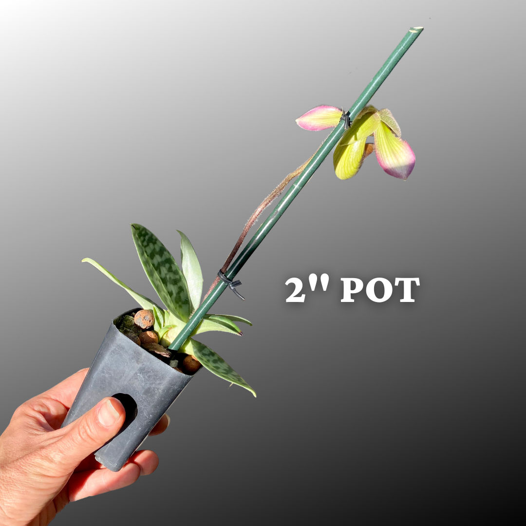 Paph. Shirley Amundson - Palmer Orchids