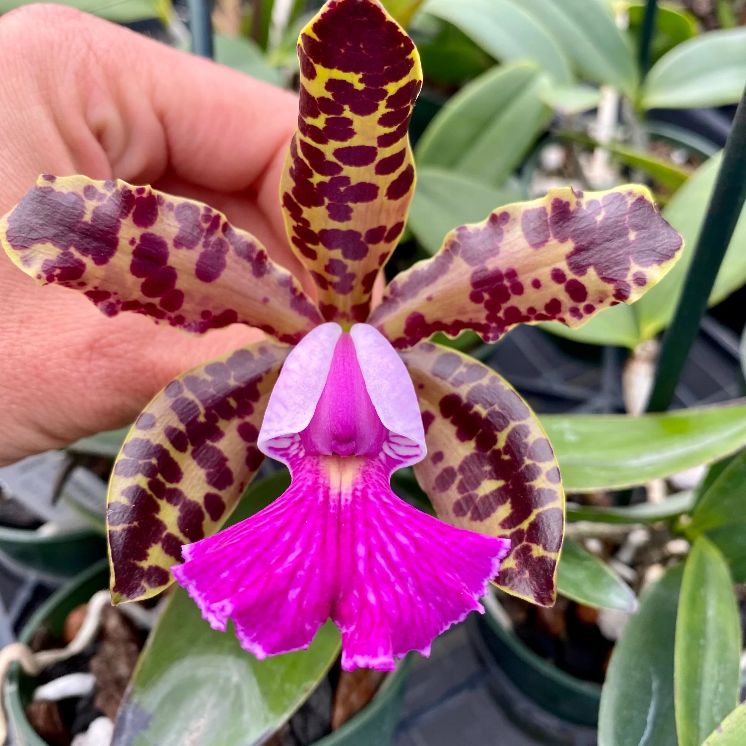 C615B0DE-406B-4506-85BC-490AF28A62D4