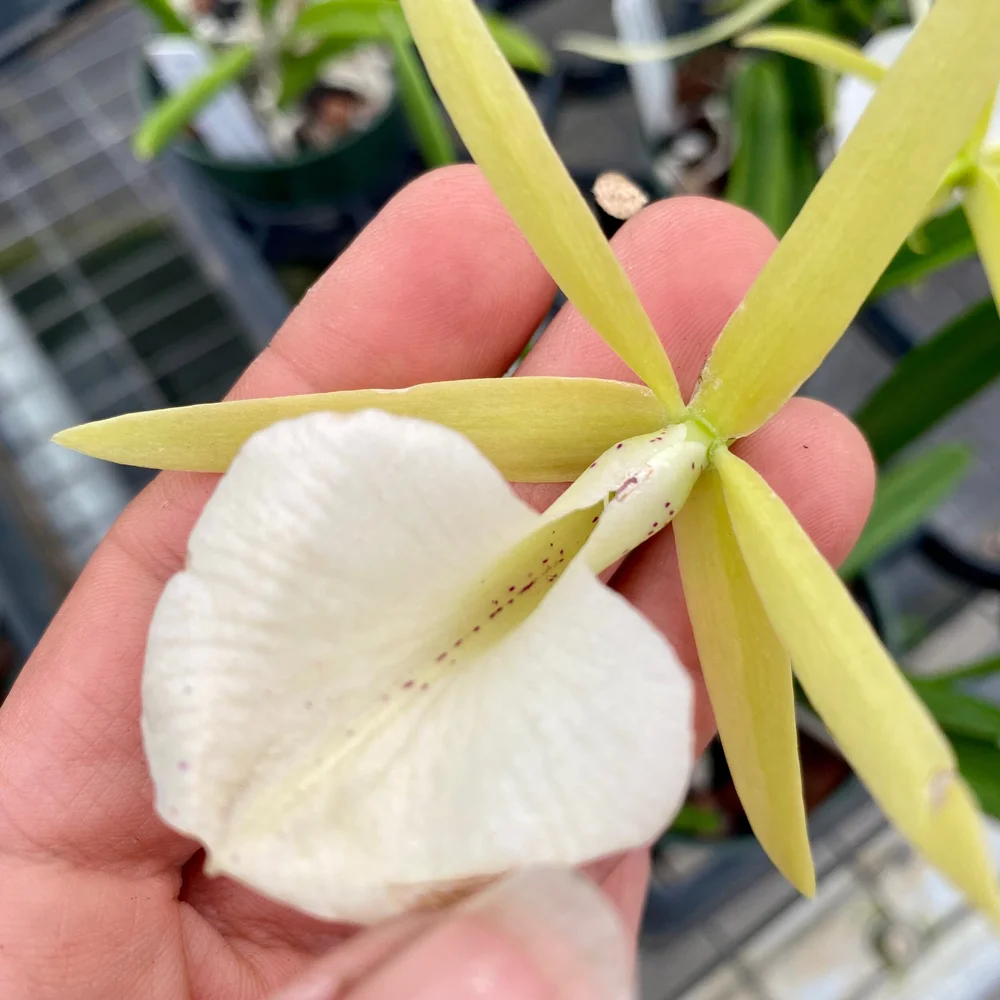 Bc. Hippodamia x B. nodosa — Palmer Orchids