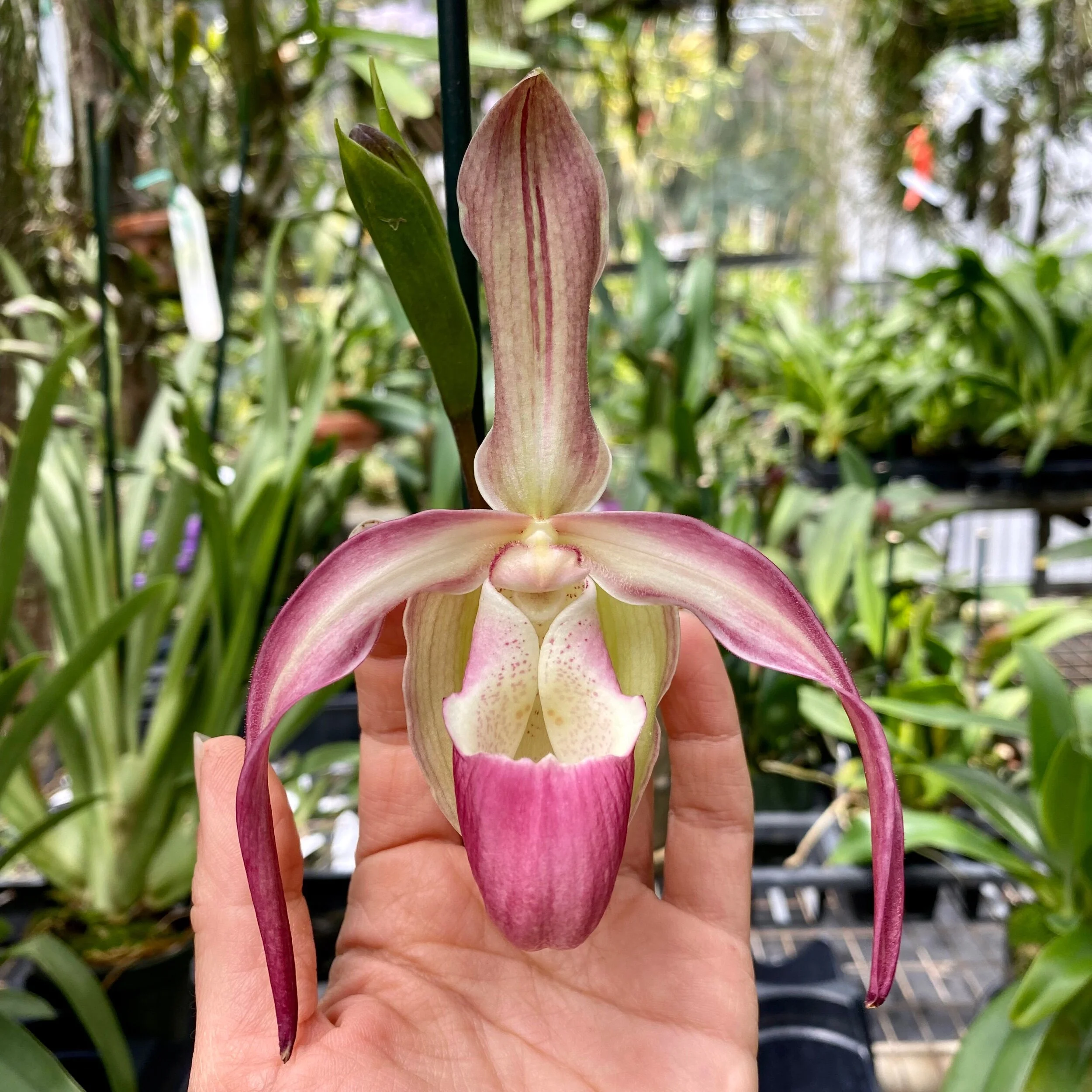 A4D2F323-EDEE-4100-AFC4-2C6123A68DFE