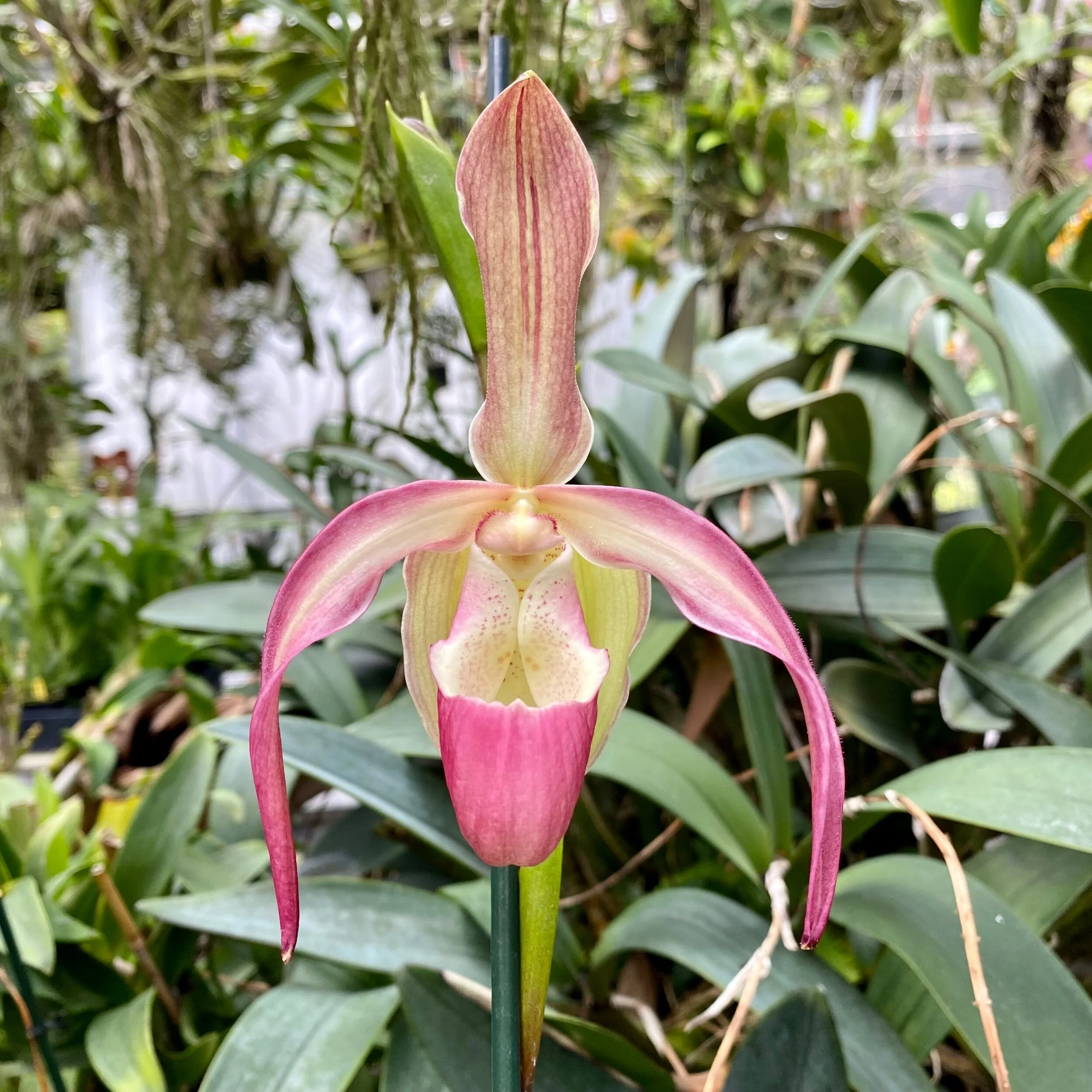 E4A88A4C-E5ED-46AF-9260-4528A64FF25A