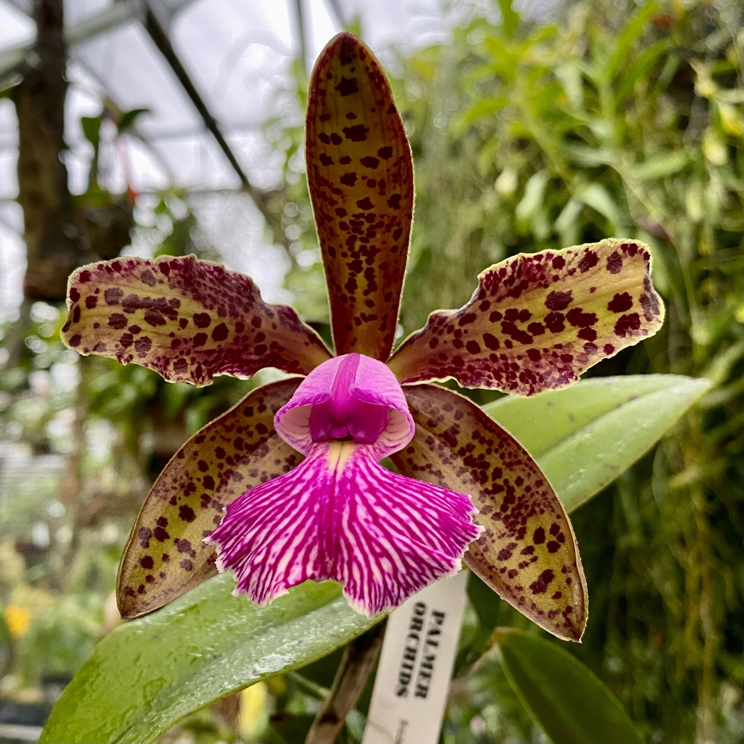 Cattleya Mr. Bojangles (C. Landate ‘Charm’ BM/JOGA × Cattleya schilleriana) - Palmer Orchids