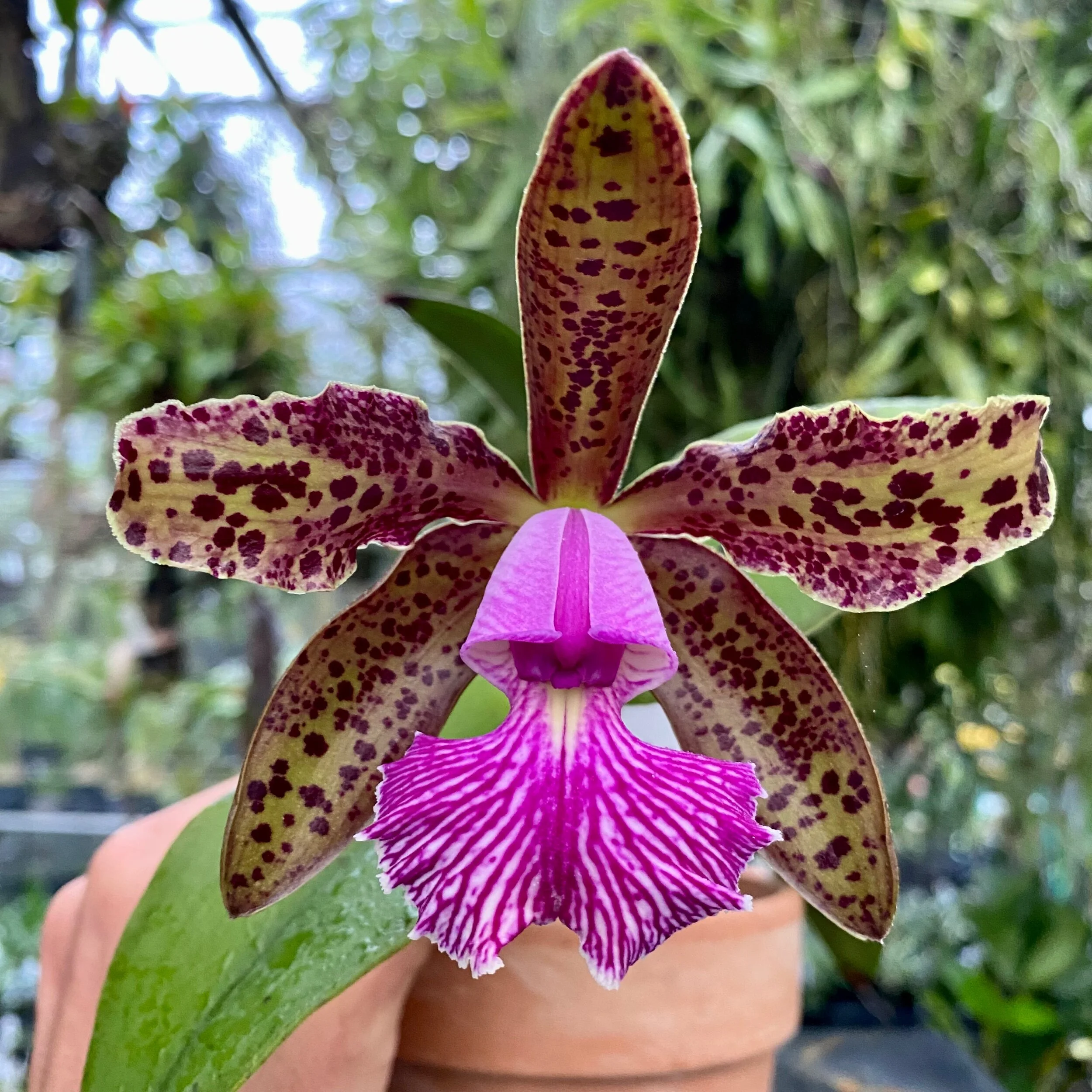 Cattleya Mr. Bojangles (C. Landate ‘Charm’ BM/JOGA × Cattleya schilleriana) - Palmer Orchids