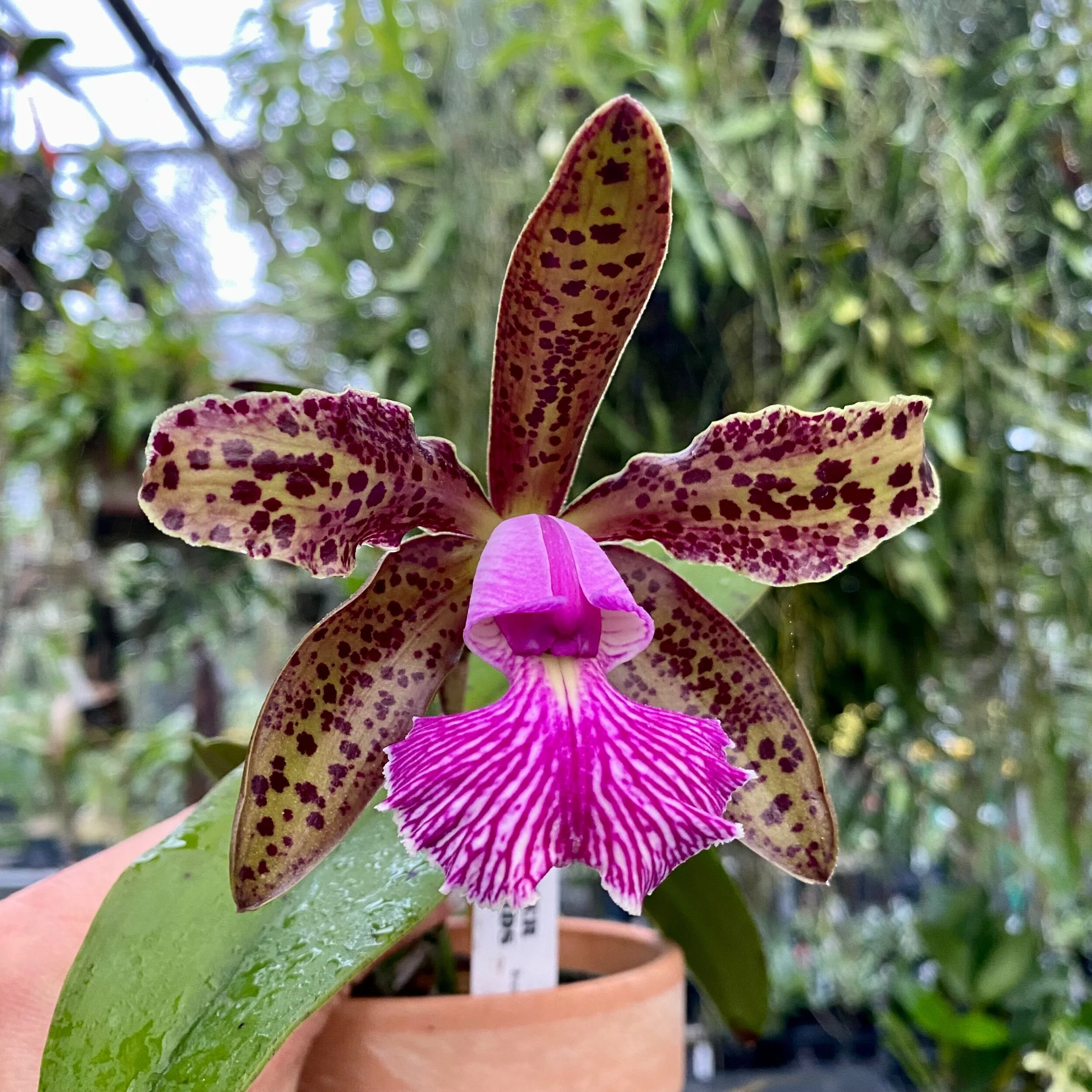 Cattleya Mr. Bojangles (C. Landate ‘Charm’ BM/JOGA × Cattleya schilleriana) - Palmer Orchids