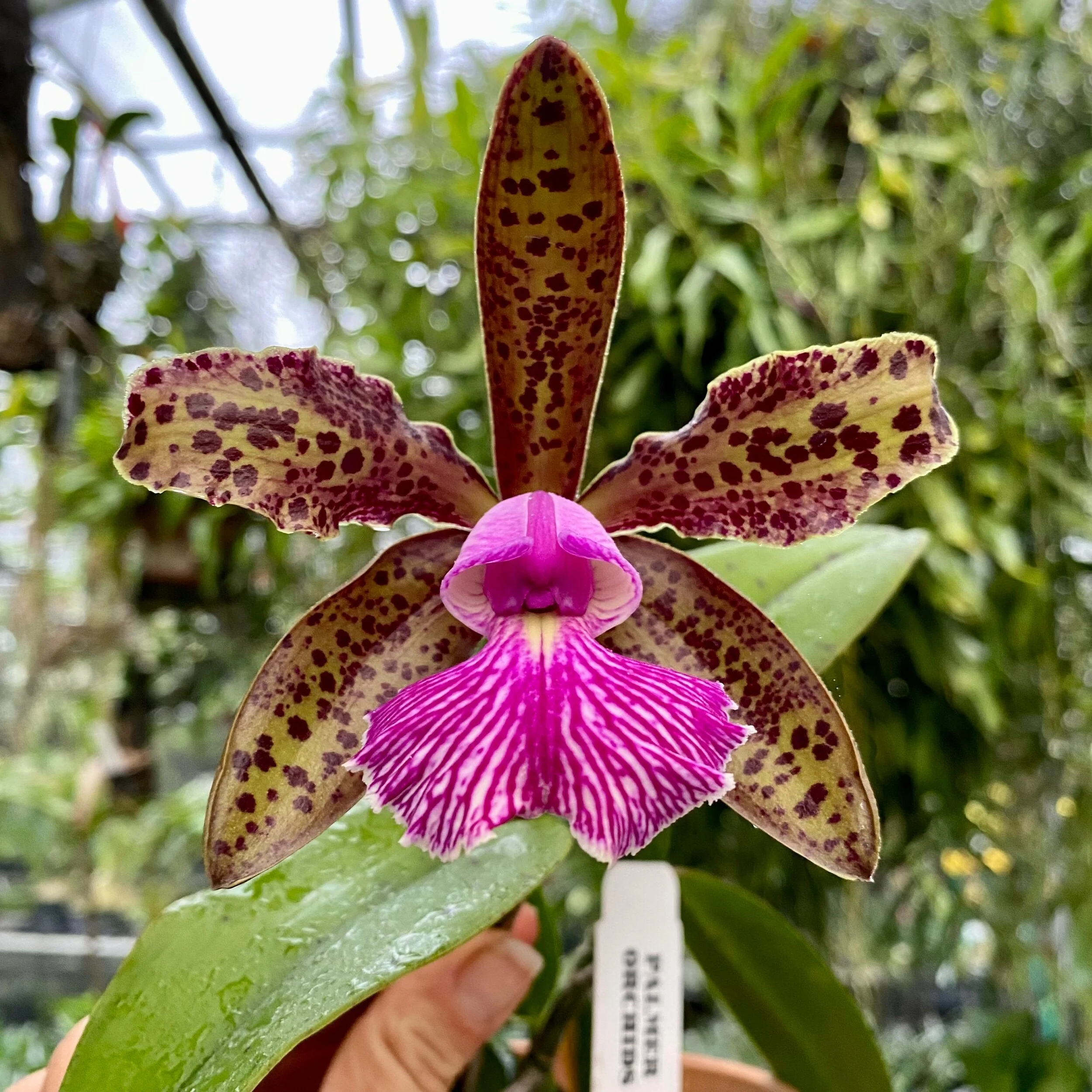 Cattleya Mr. Bojangles (C. Landate ‘Charm’ BM/JOGA × Cattleya schilleriana) - Palmer Orchids