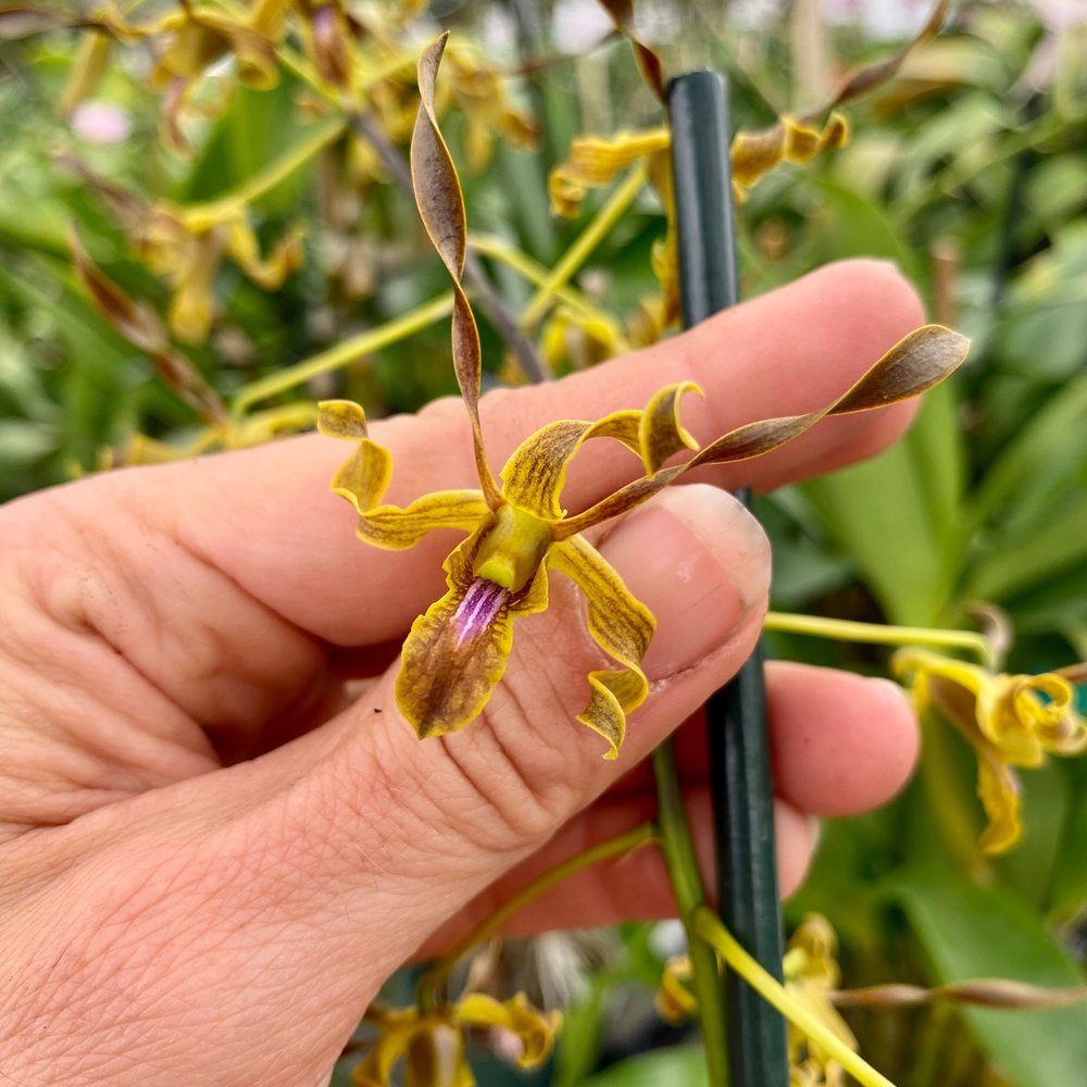 Den. Chocolate Antlers — Palmer Orchids