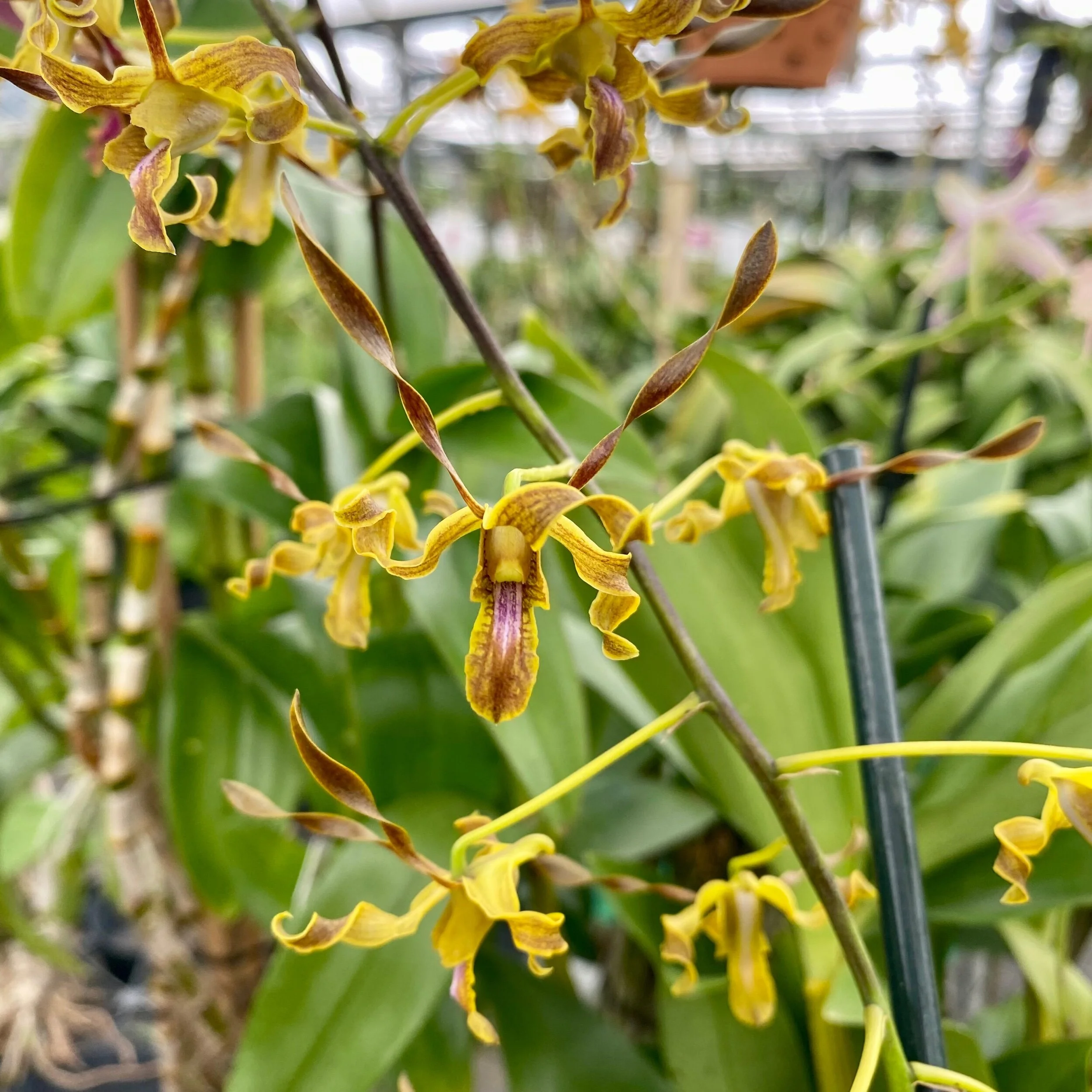 C865C872-77AE-4C80-BCEA-3BC0CD1C07CD