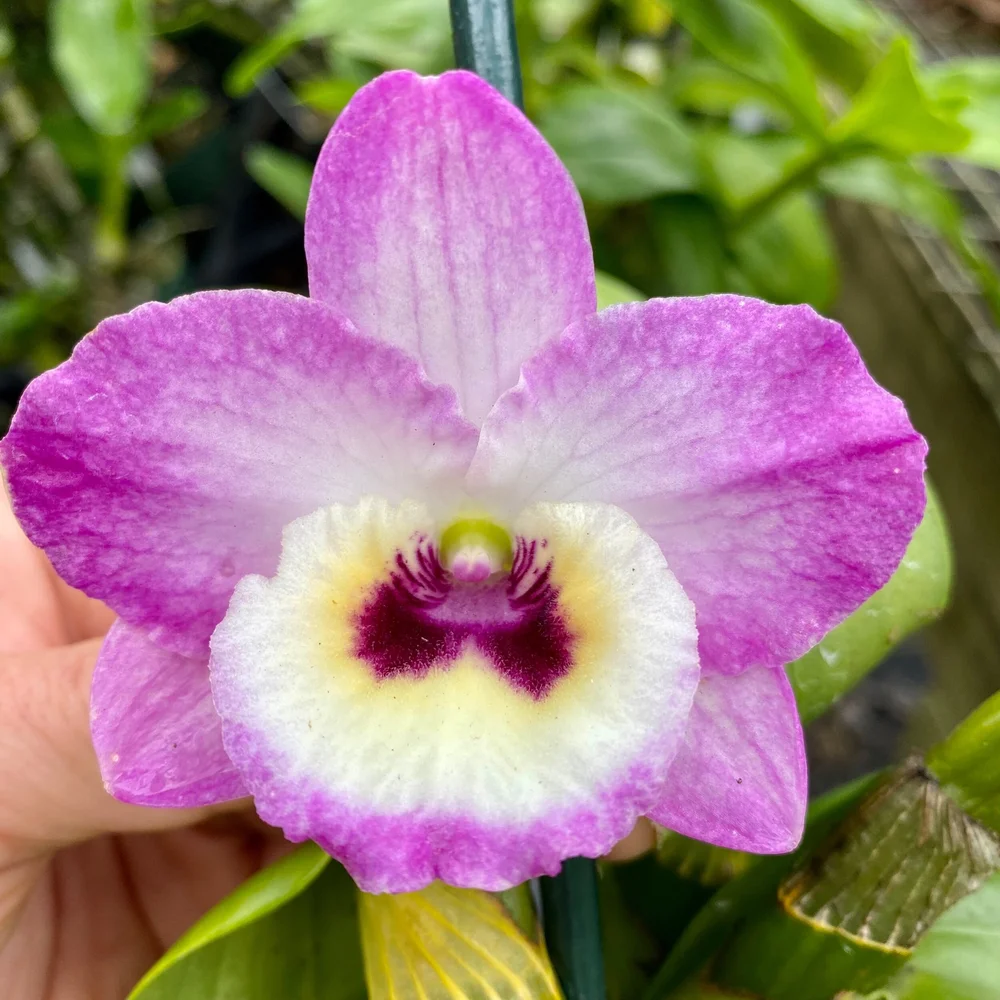 Den. Tianmu Redpress — Palmer Orchids