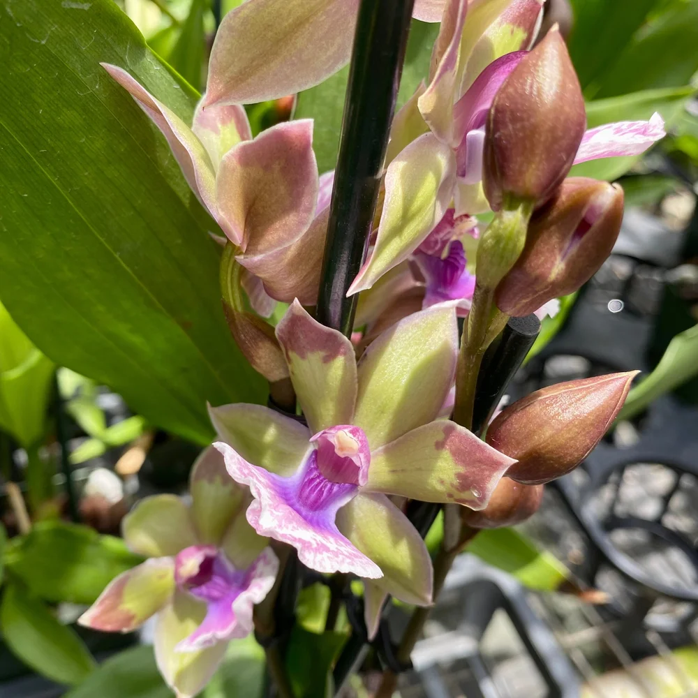 Zygonisia Snow Bird — Palmer Orchids