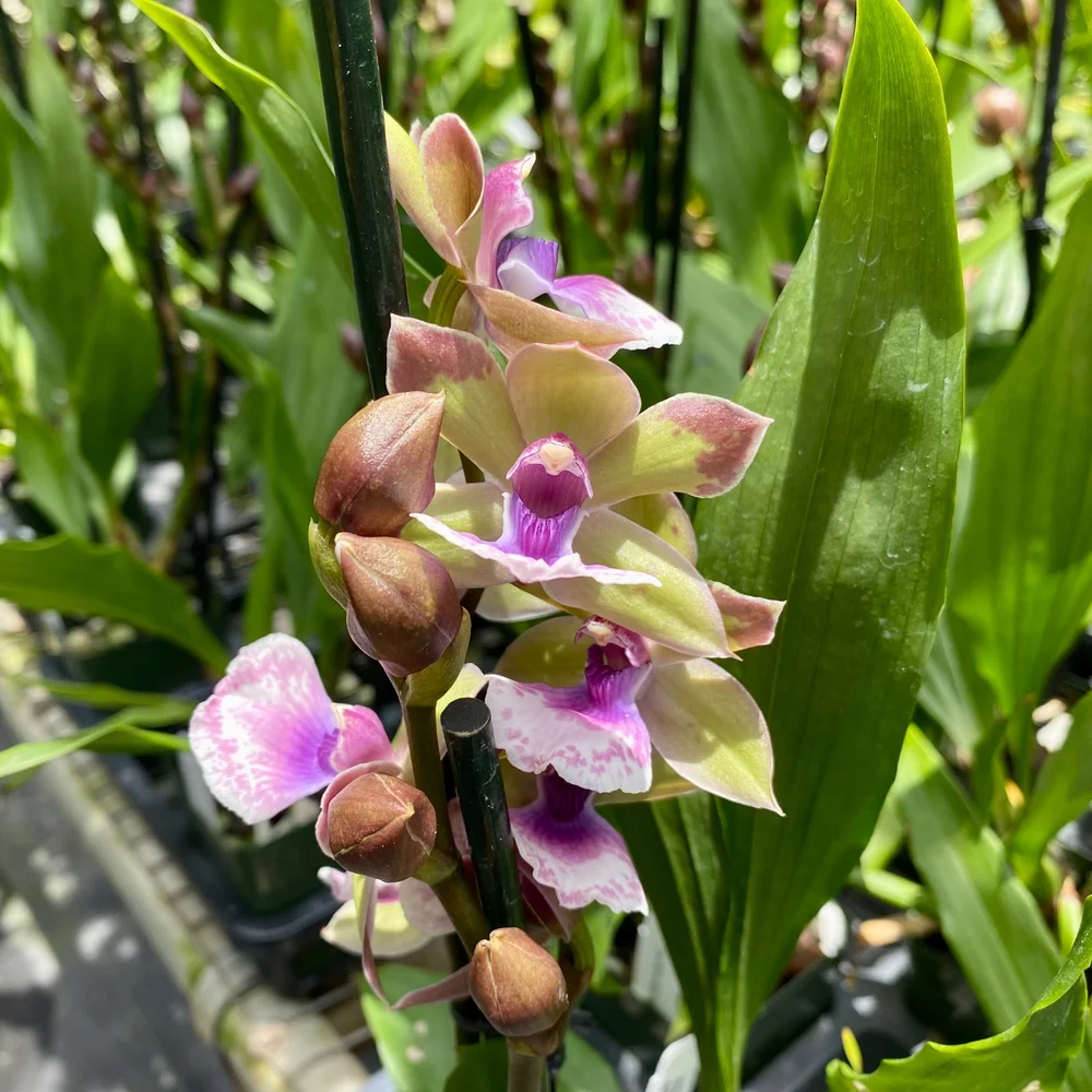 Zygonisia Snow Bird — Palmer Orchids