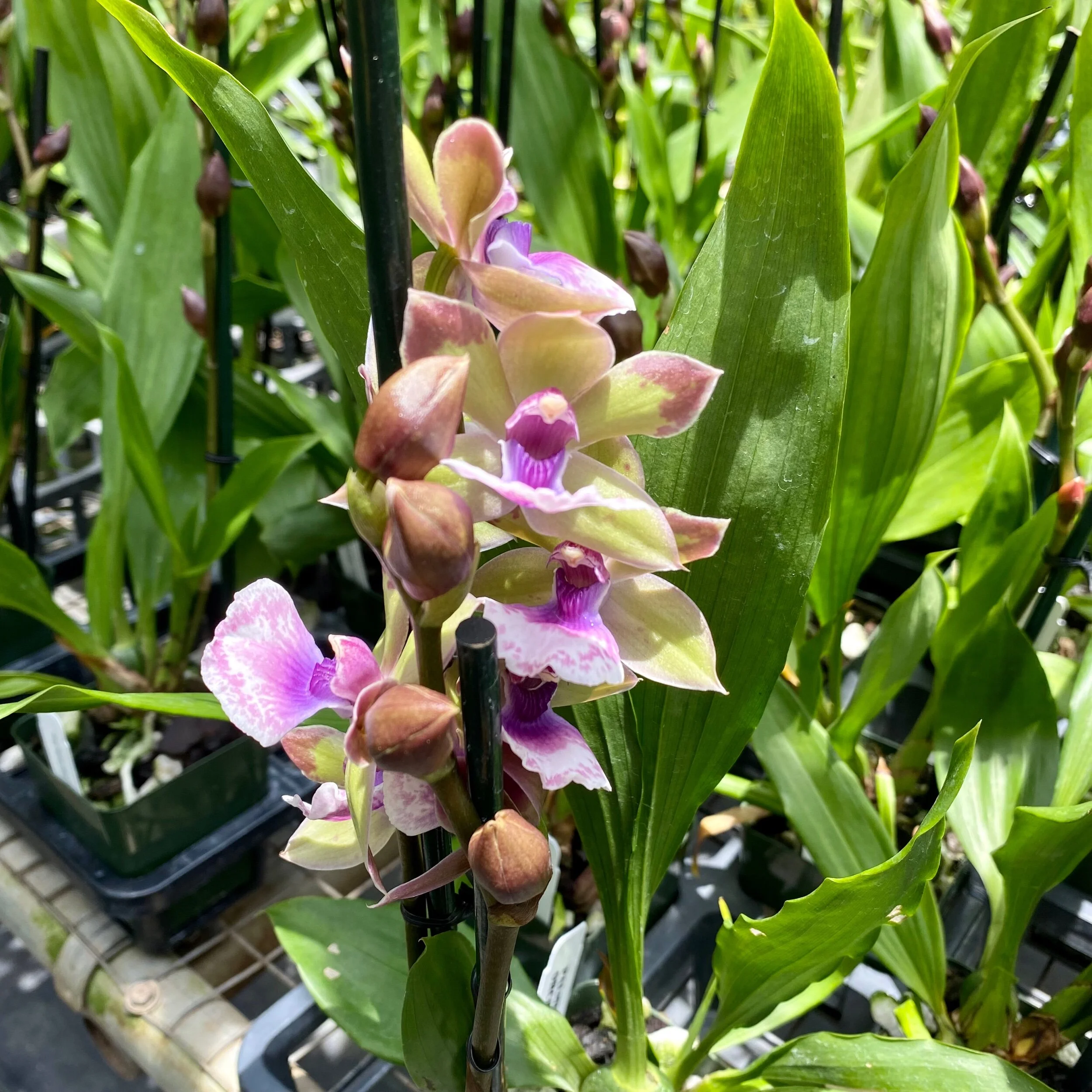 A89AC4CC-F8AA-4D13-8EA9-98EC3DD0DF32