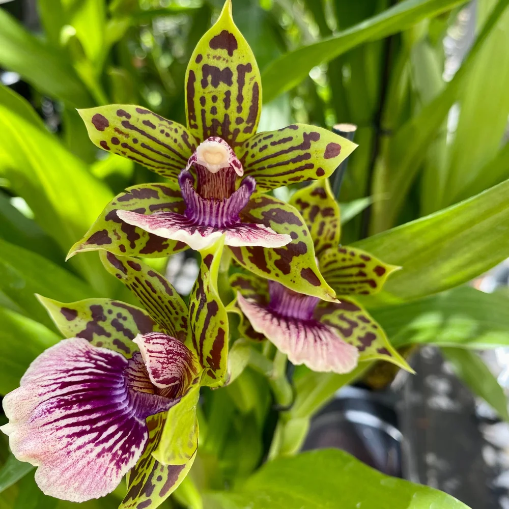 GALLIUM ガリウム スタートバイス Gptm. Starburst — Palmer Orchids