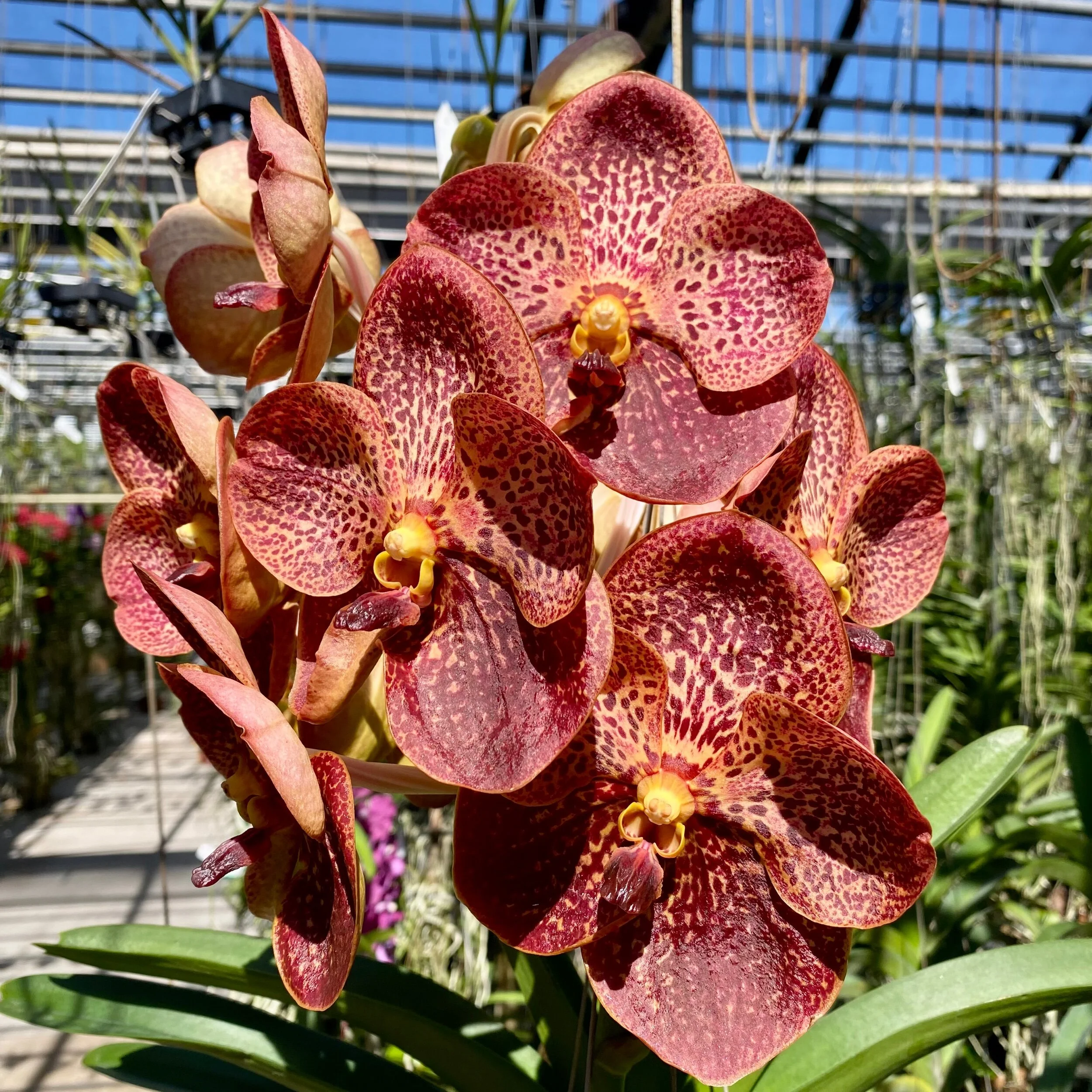 EE2EE68B-4D79-4042-ACFA-3AE08B943BED